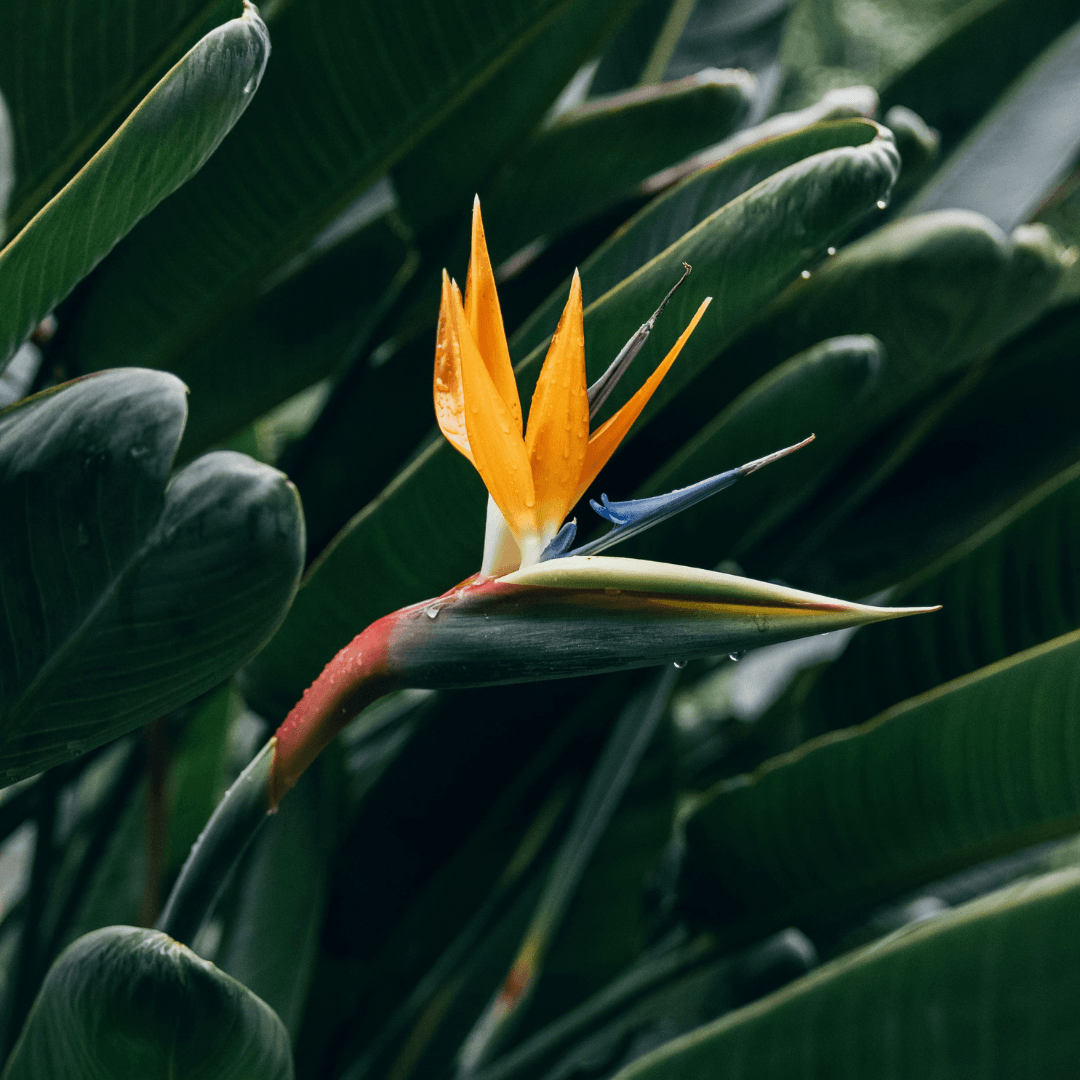 Starliçe Bitkisi - Cennet Kuşu Çiçeği