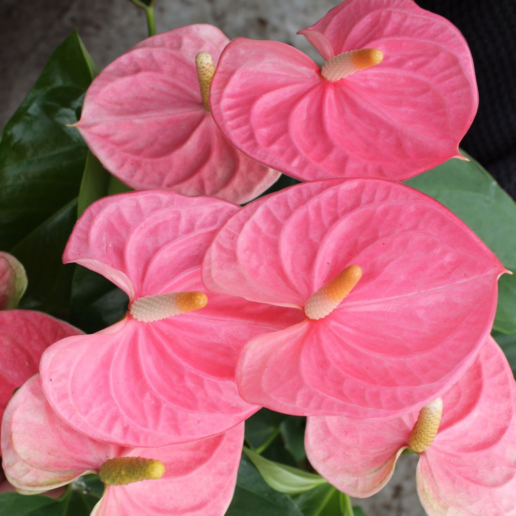 Pembe Antoryum - Medium (Flamingo Çiçeği)