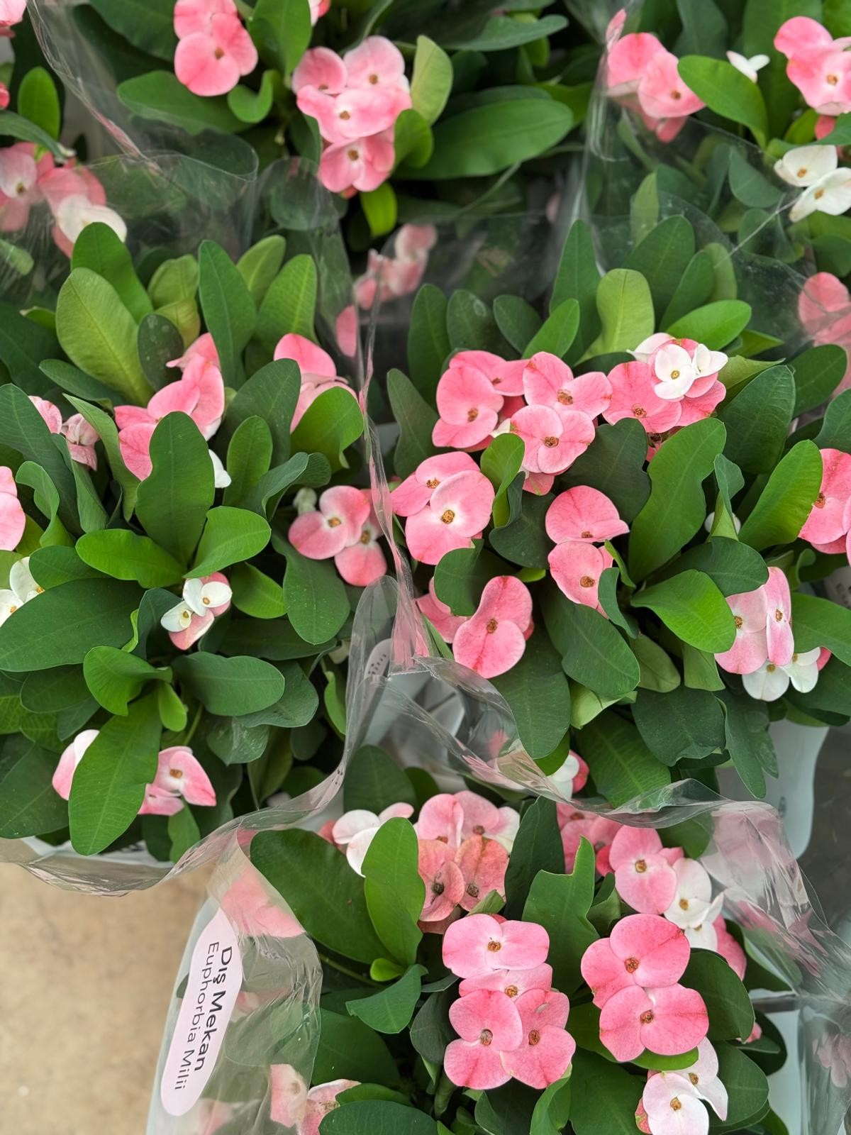 Dikenler Tacı - (Euphorbia Milii)