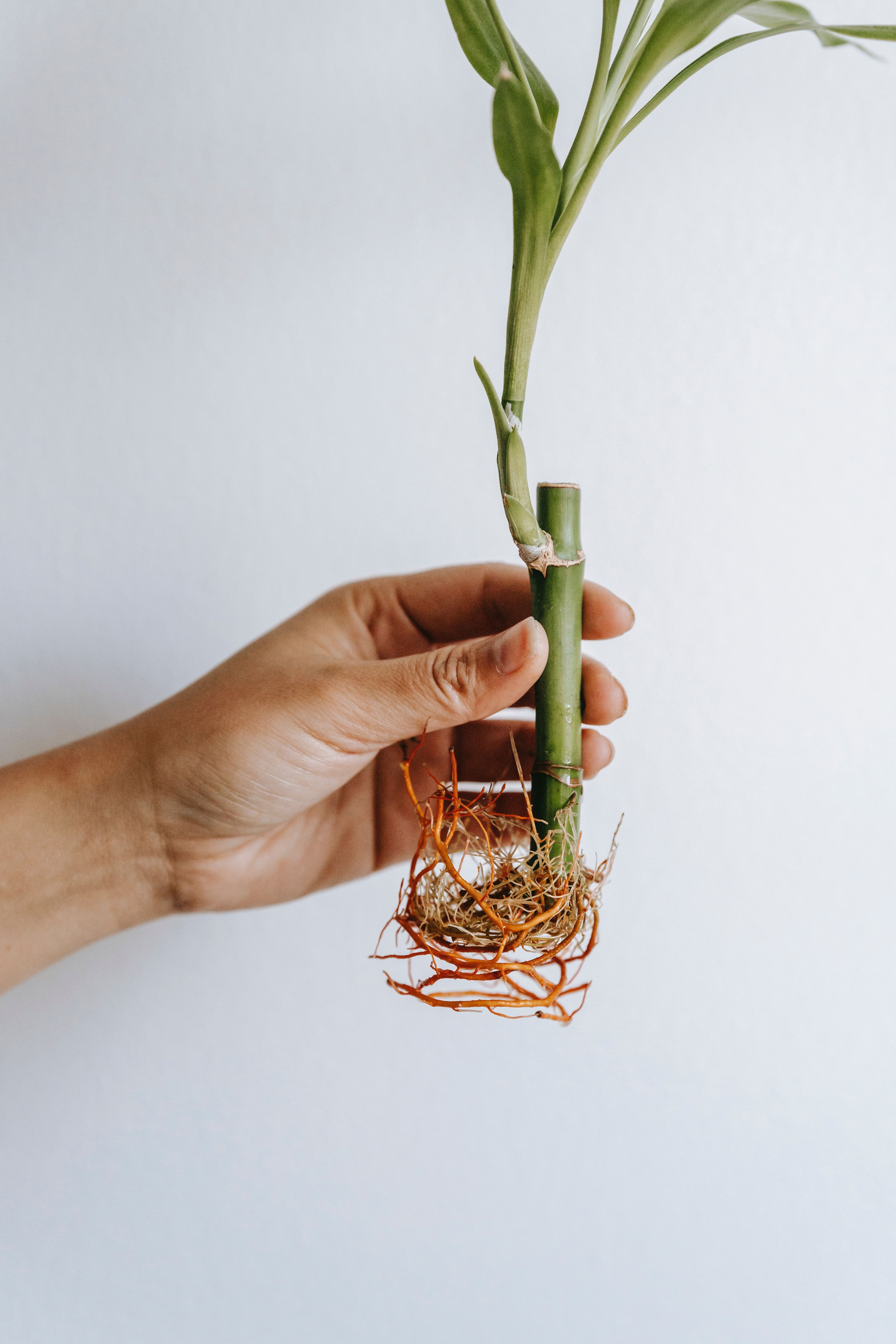 Bambu Çiçeği Bakımı - Şans Bambusu Bakımı Nasıl Yapılır?