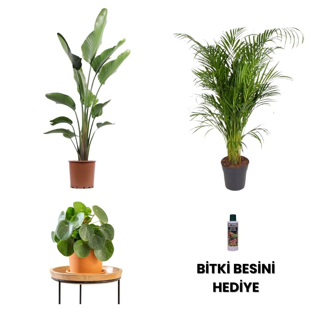 SALON BİTKİ SETİ-Bitki Besini Hediyeli ( Starliçe - 3 Köklü XL / Areka Salon Palmiyesi 120-140 cm / Pilea / Bitki Besini )