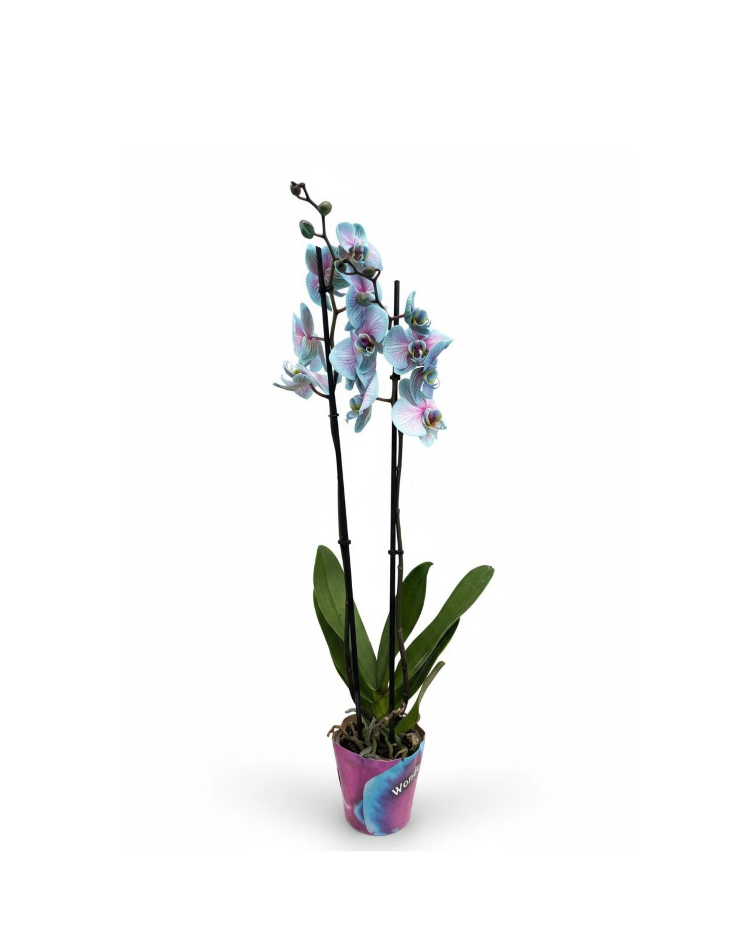 Çift Dallı XL Pembe Mavi Orkide Çiçeği (2 Dallı Phalaenopsis)