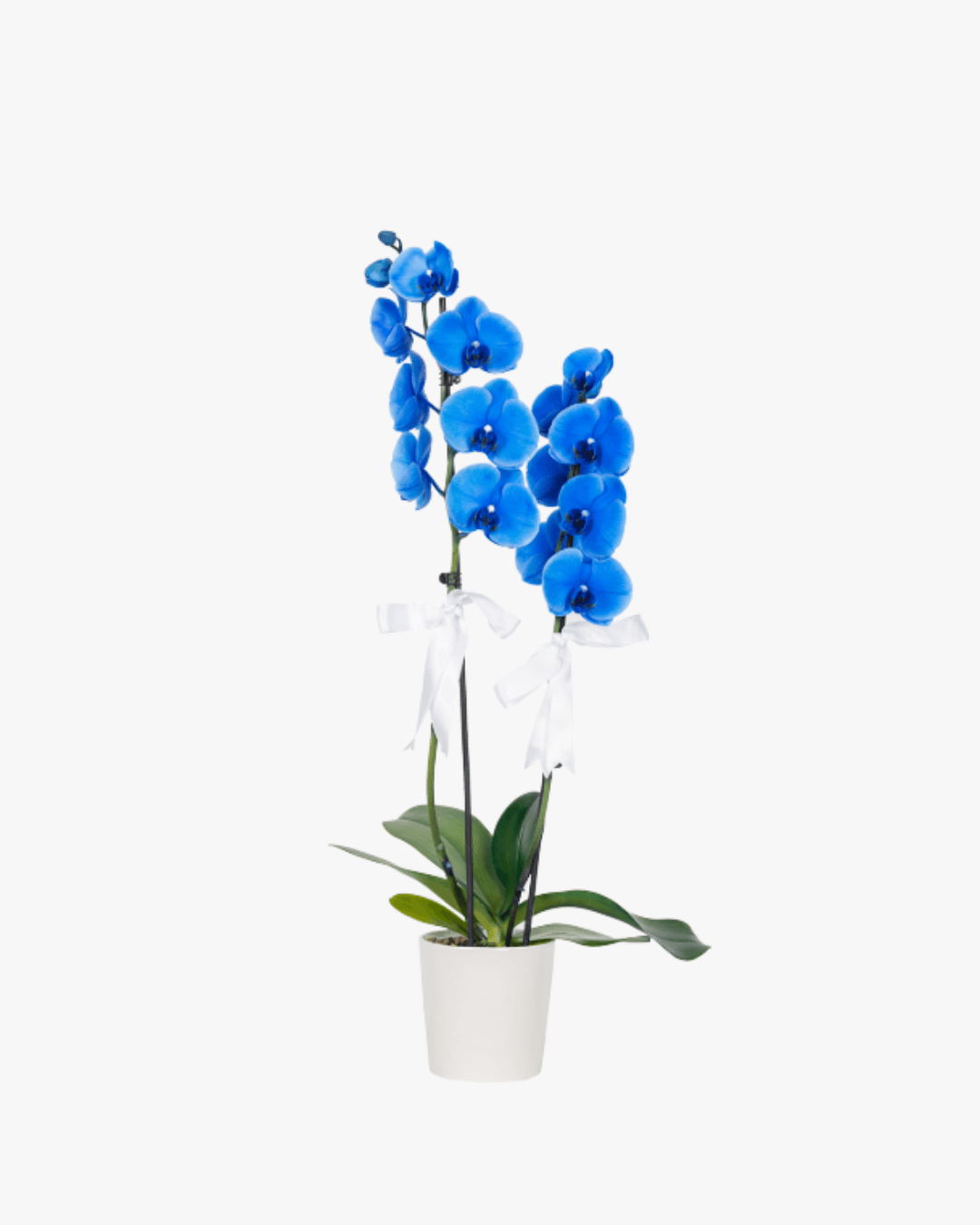 Çift Dallı XL Mavi Orkide Çiçeği (2 Dallı Phalaenopsis)