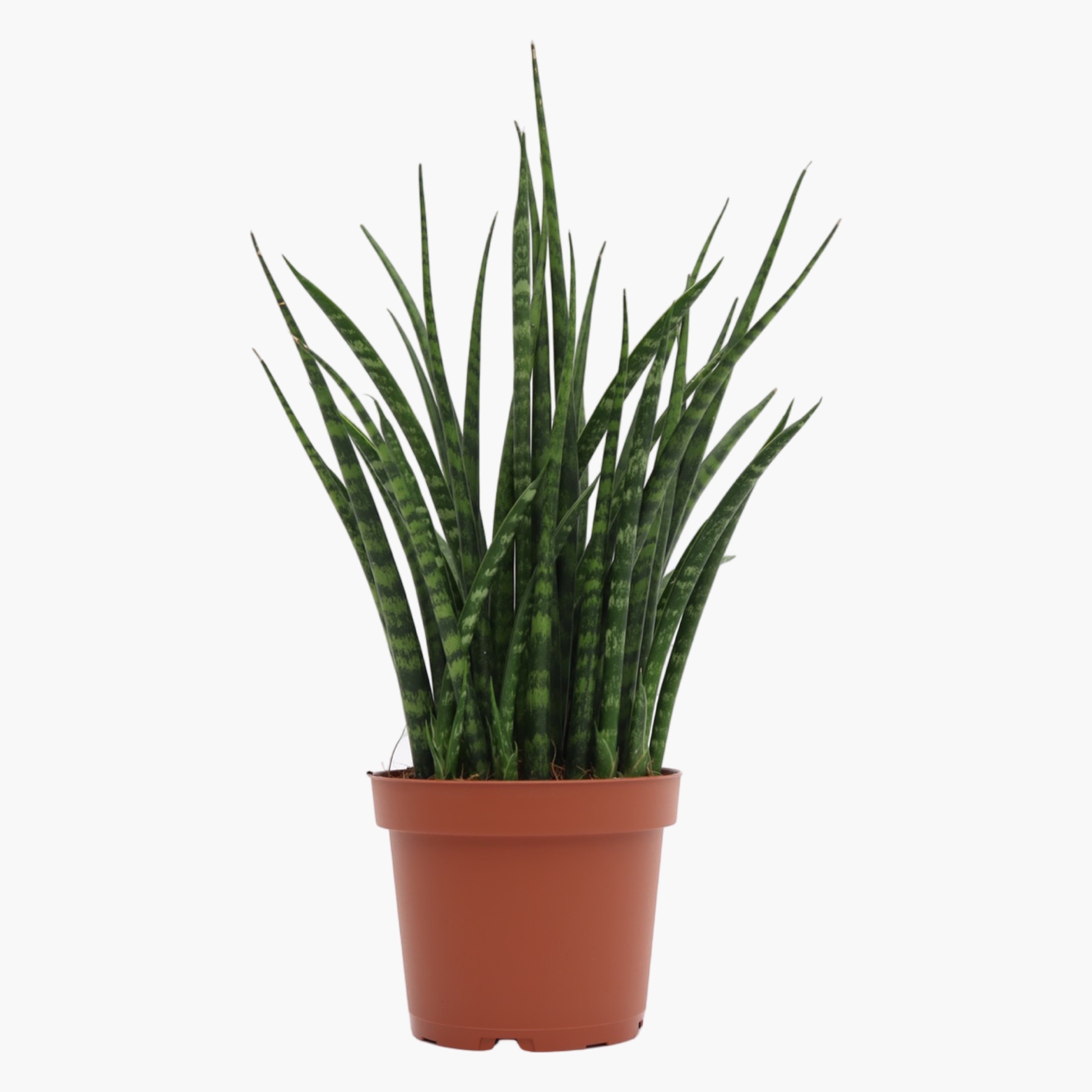 Paşa Kılıcı Çiçeği (Sansevieria Cylindrica Fernwood)