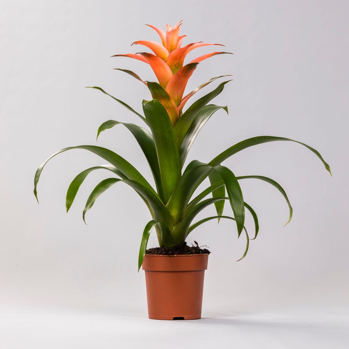 Turuncu Guzmanya (Guzmania Calypso)