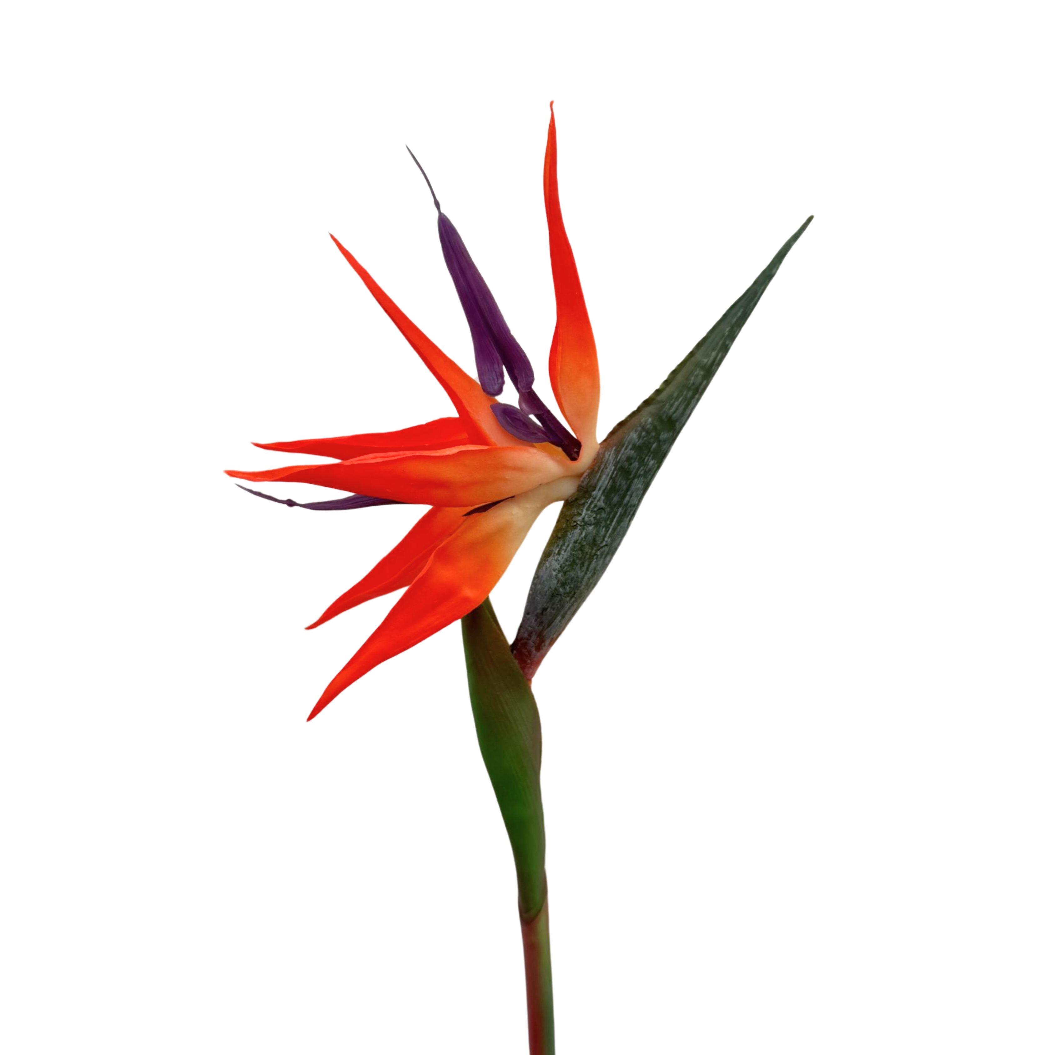 Yapay Cennet Kuşu Çiçeği (Bird Of Paradise)