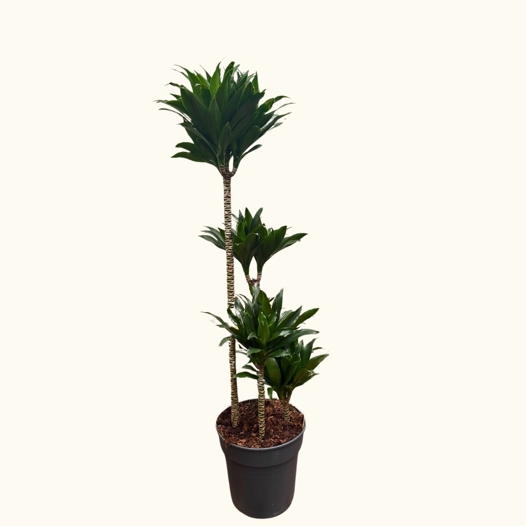 4 Gövdeli Dracaena Compacta - XL (Dracena Fragrans Compacta)