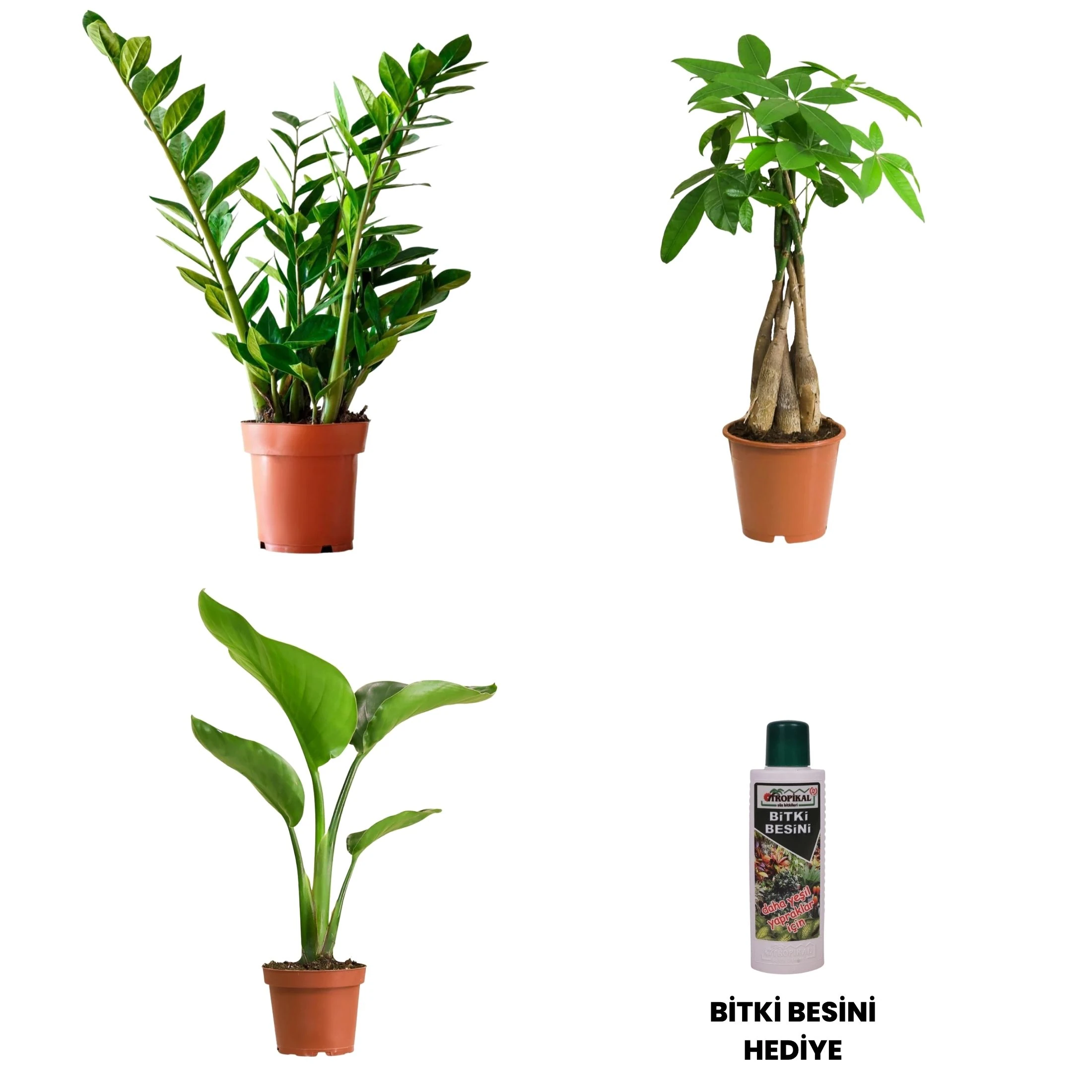 MASA BOY BİTKİ SETİ-Bitki Besini Hediyeli (Pachira 50 cm / Zamia 50 cm / Starliçe 60 cm / Bitki Besini)