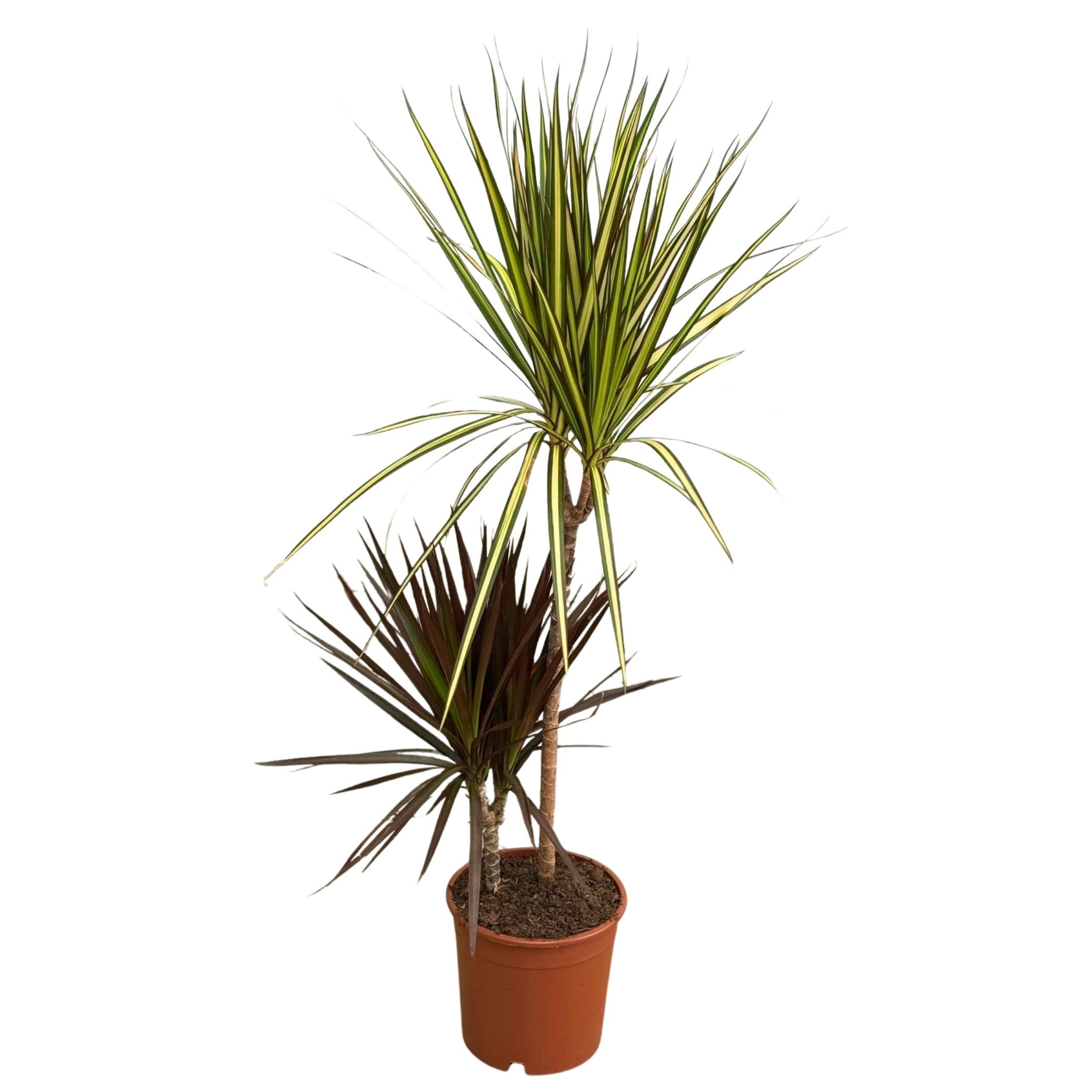 2 Gövdeli Büyük Madagaskar Dragon Ağacı Tutti Frutti (Draçena - Dracena Marginata Tutti Frutti)