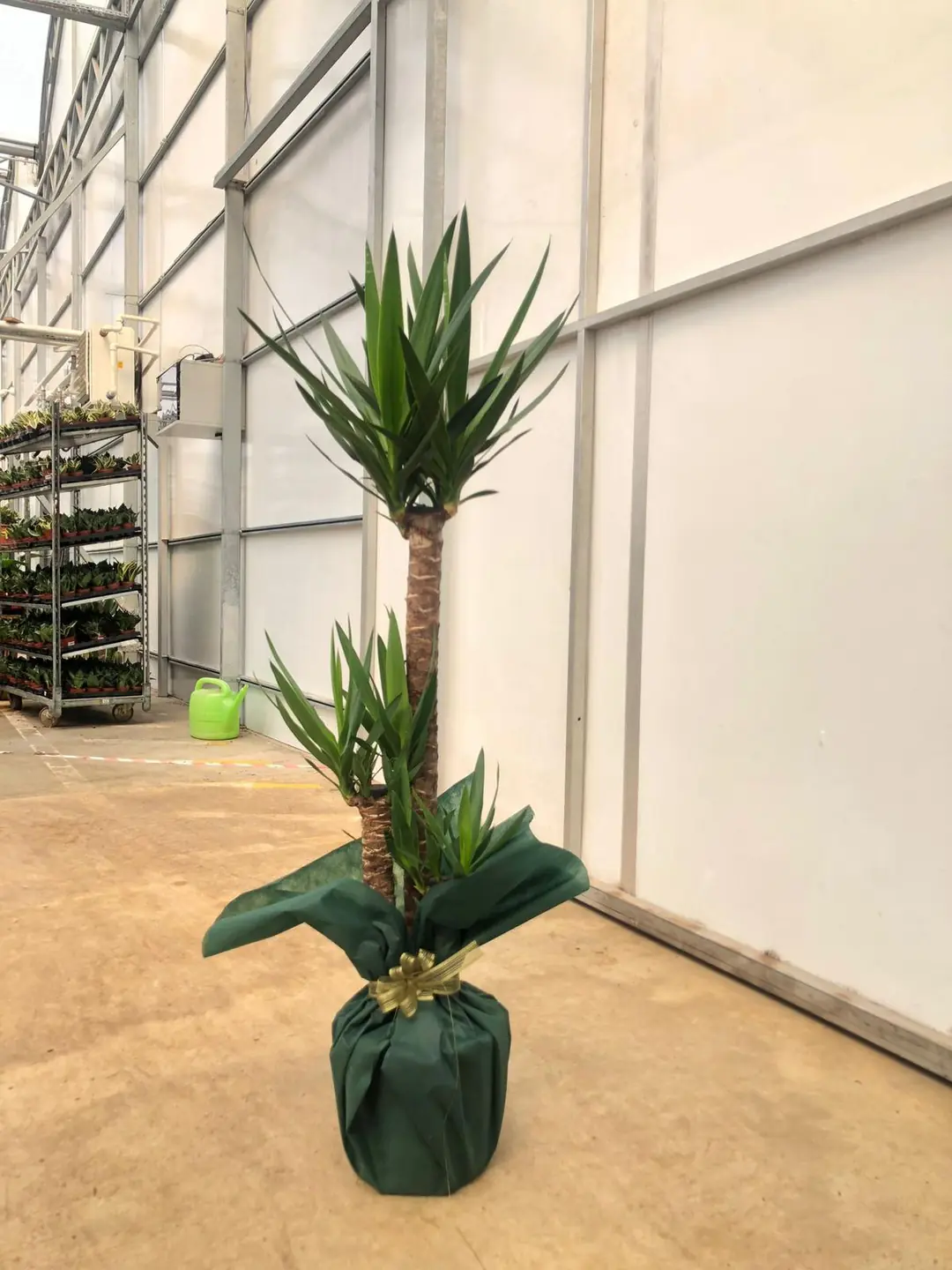 Zamia iei (Zeze - Zamioculcas Zamiifolia) | Bitkim.com
