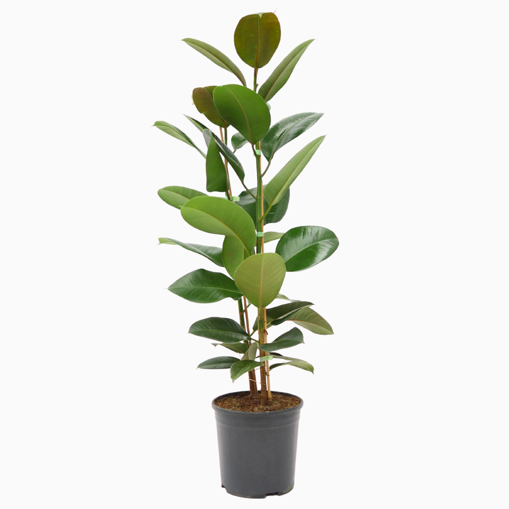 2 Gövdeli Kauçuk Çiçeği (Ficus Elastica Robusta)