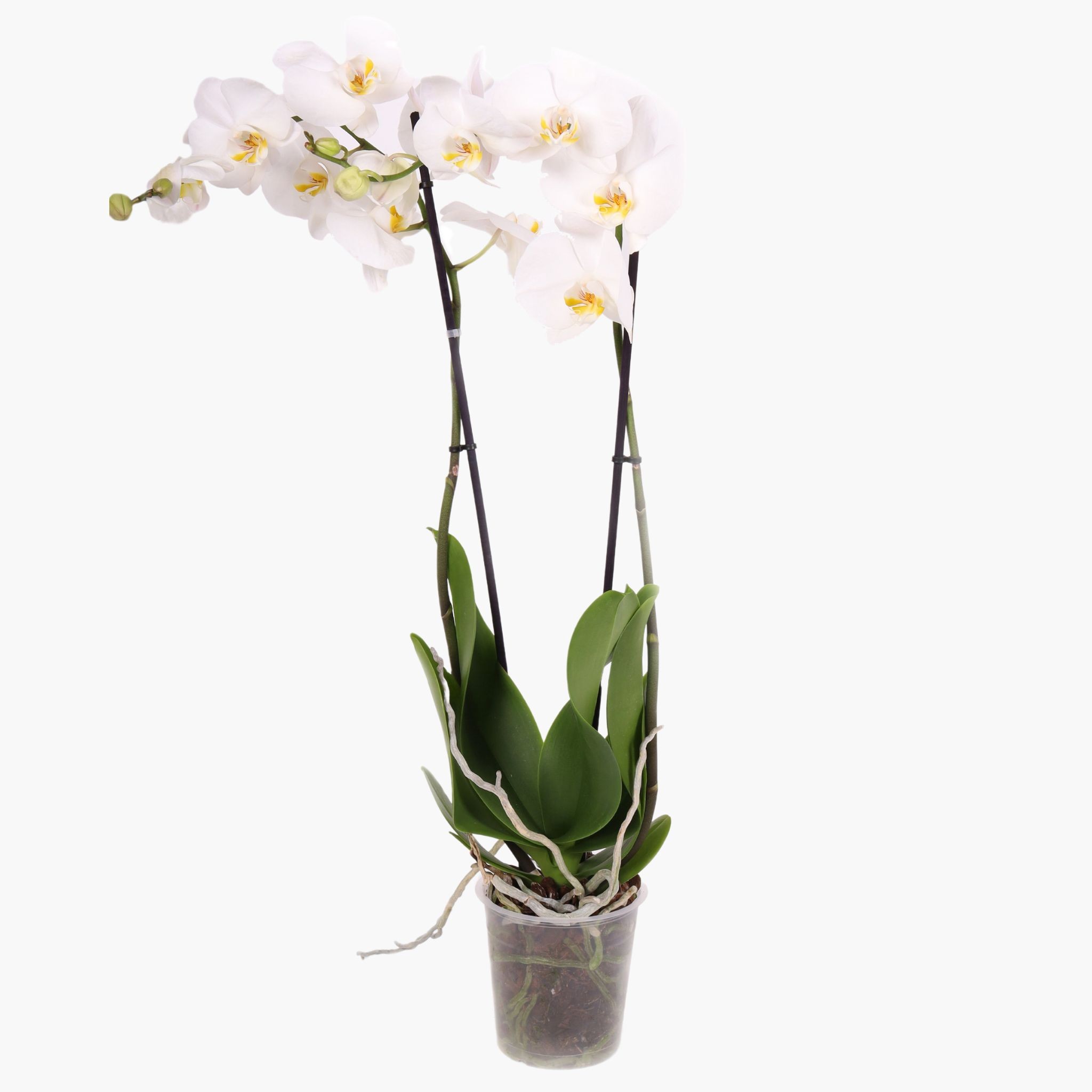 Çift Dallı Beyaz Orkide Çiçeği - XL  (Phalaenopsis)