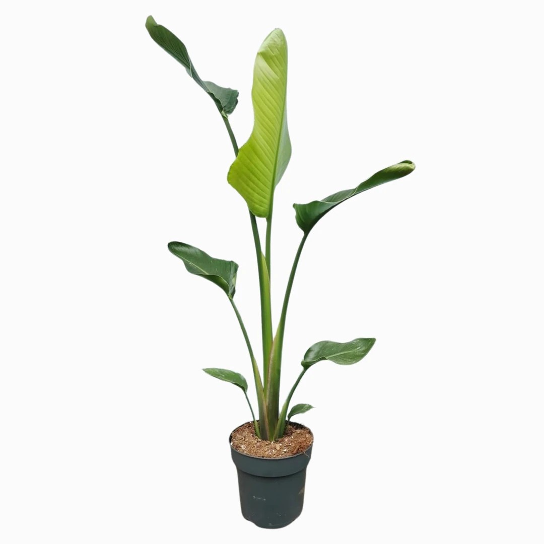 POPÜLER BİTKİ SETİ-Bitki Besini Hediyeli (Tek Köklü Starliçe 100-120 cm / Monstera 50-60 cm / Pilea/ Bitki Besini )