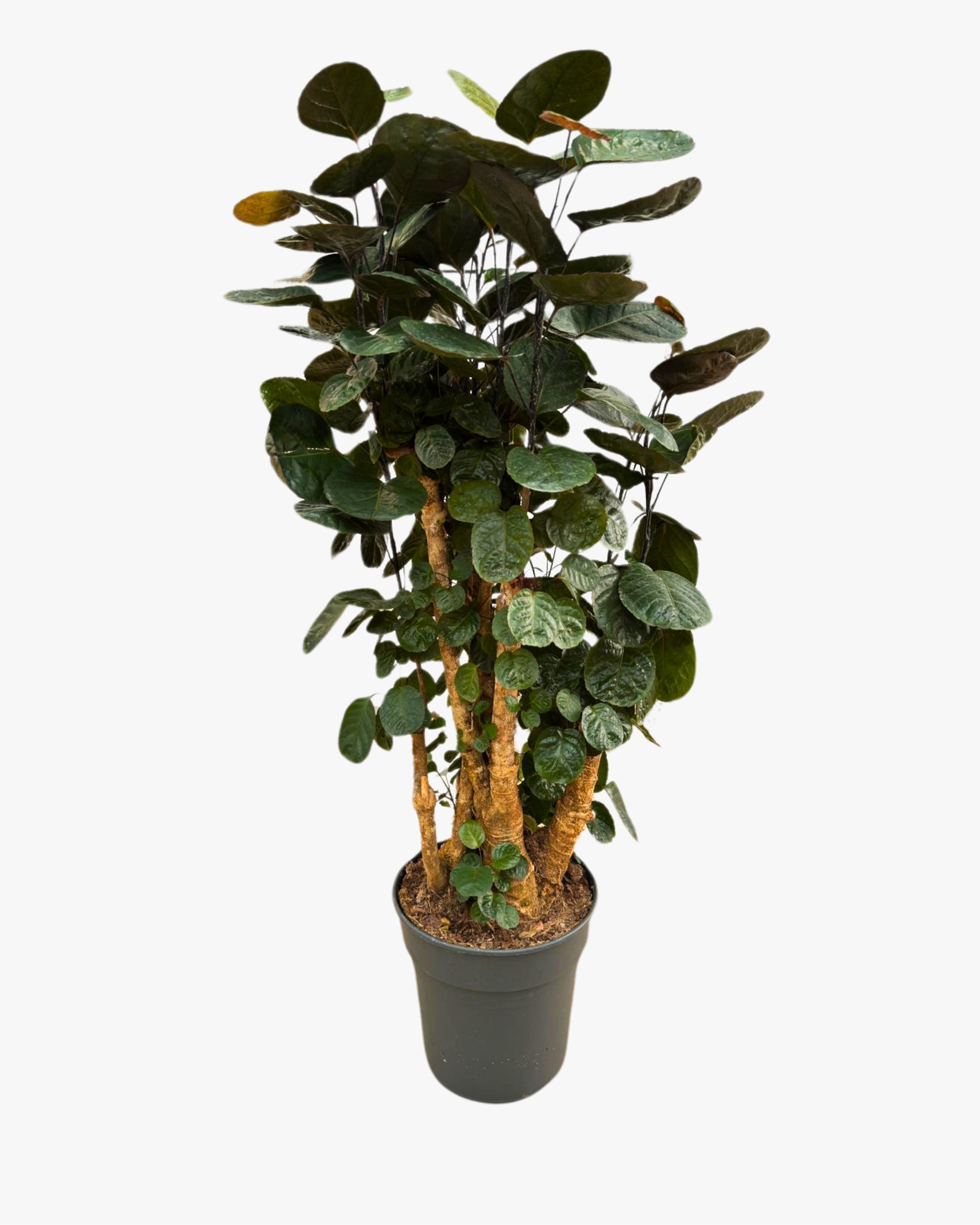 Polyscias Fabian 
