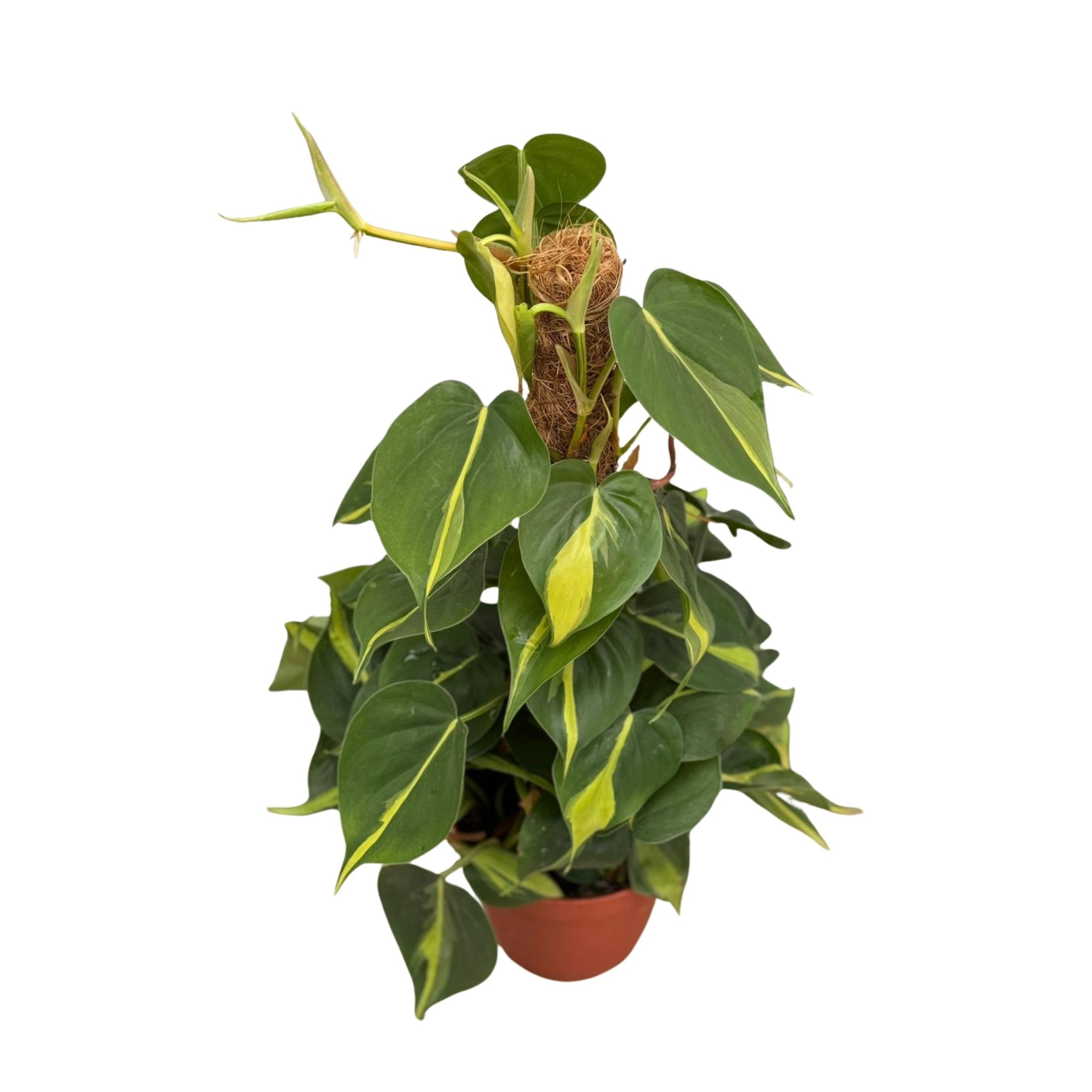 Sopalı Kalp Yapraklı Alacalı Salon Sarmaşığı (Philodendron Scandens Brasil)