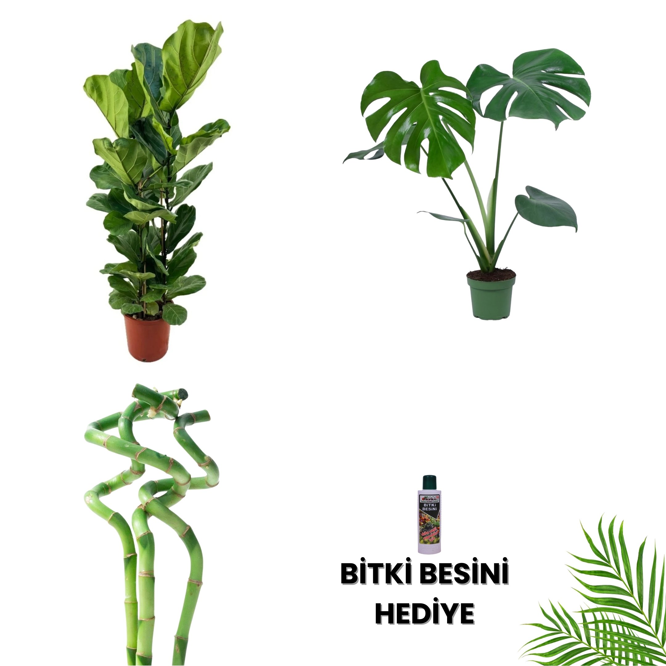 OFİS DEKORATİF BİTKİ SETİ-Bitki Besini Hediyeli ( Tek Gövdeli Lyrata 100 cm / Monstera 50-60 cm / Bambu 60 cm / Bitki Besini )