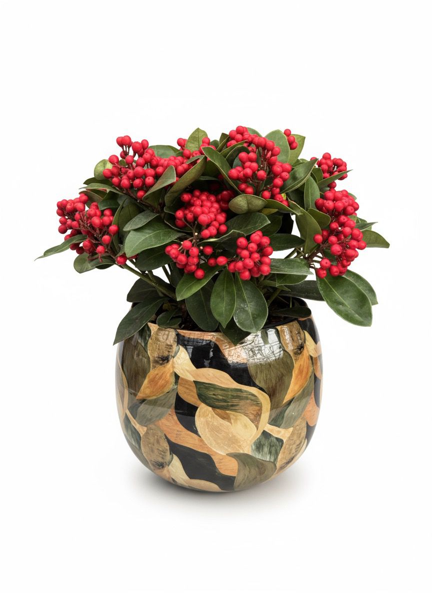 Dolgun Formlu Ateş Kirazı (Ardisia Crenata) 