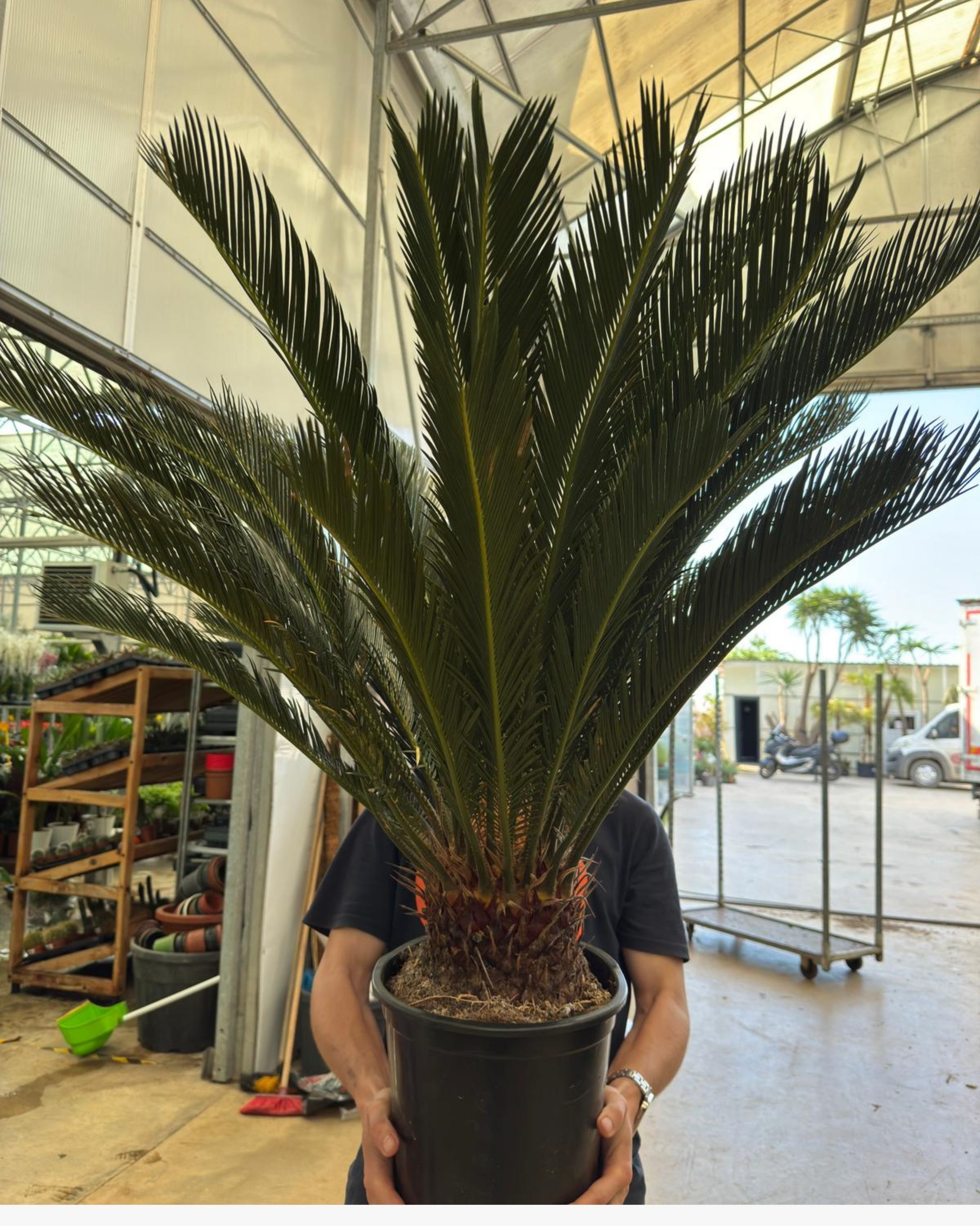 Dev Sikas Bitkisi (Japon Sago Palmiyesi - Cycas Revoluta)
