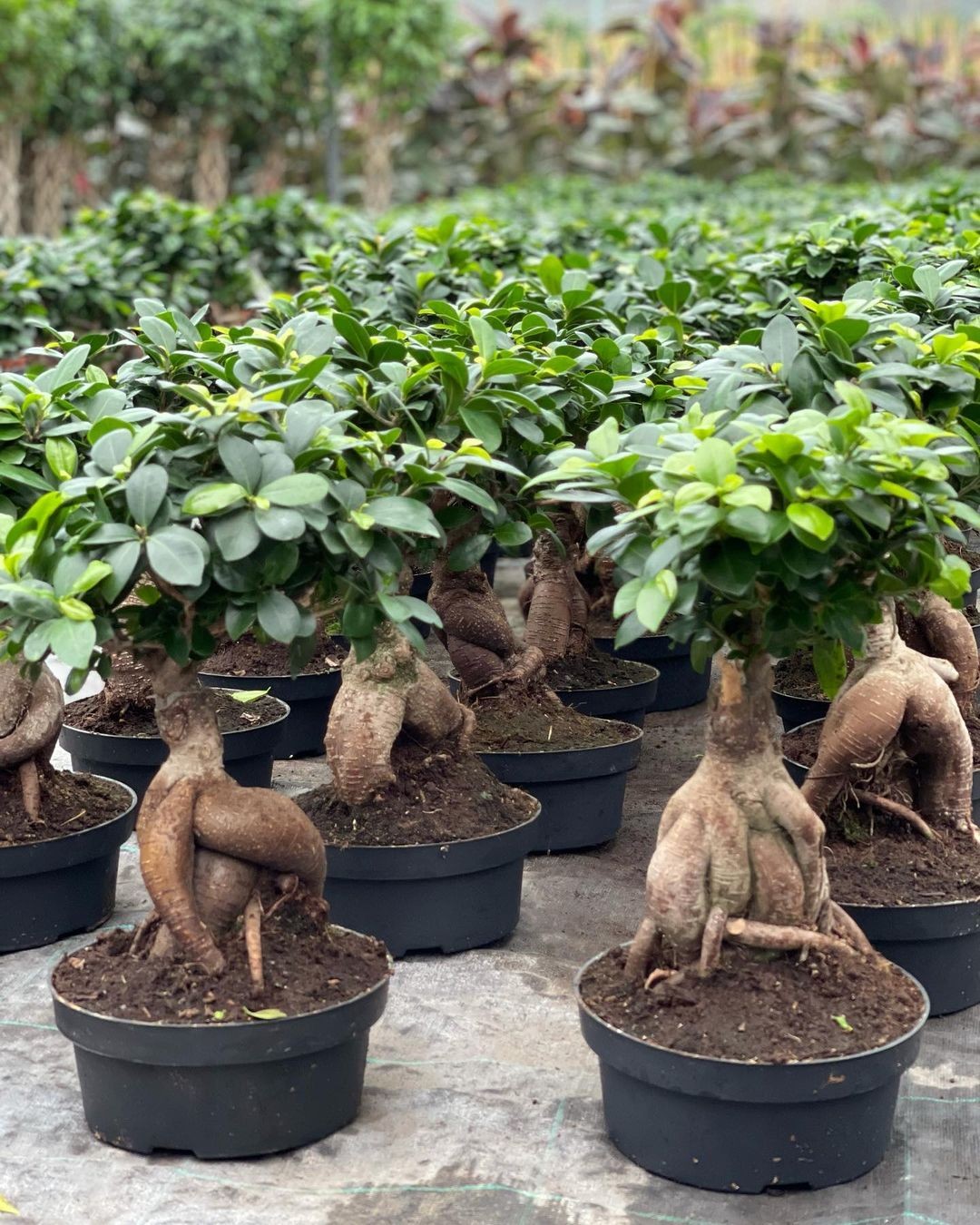 Bonsai Ağacı - XL (Ficus Microcarpa Ginseng)