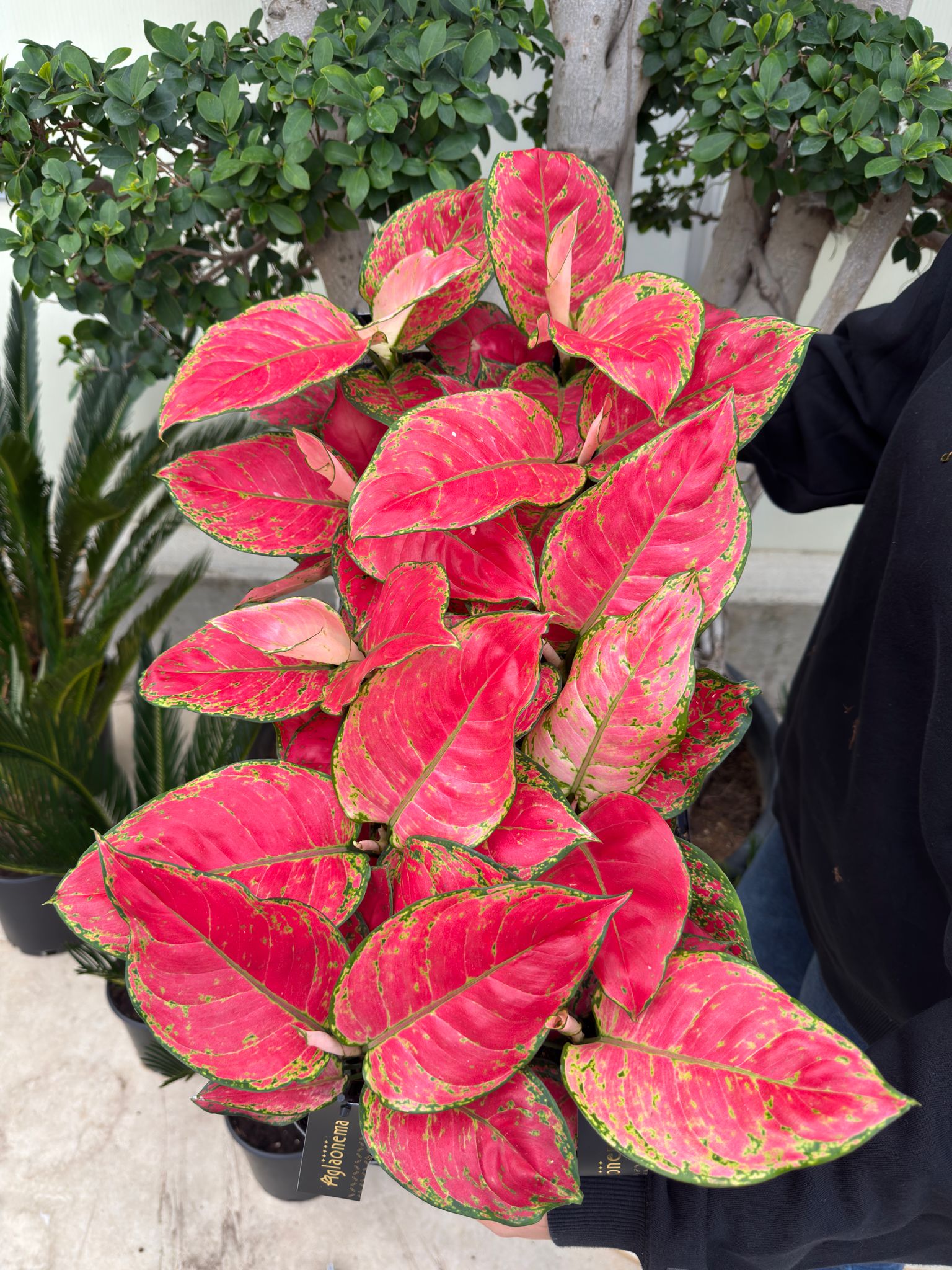 Çin Herdemyeşili (Aglaonema Red Joy)