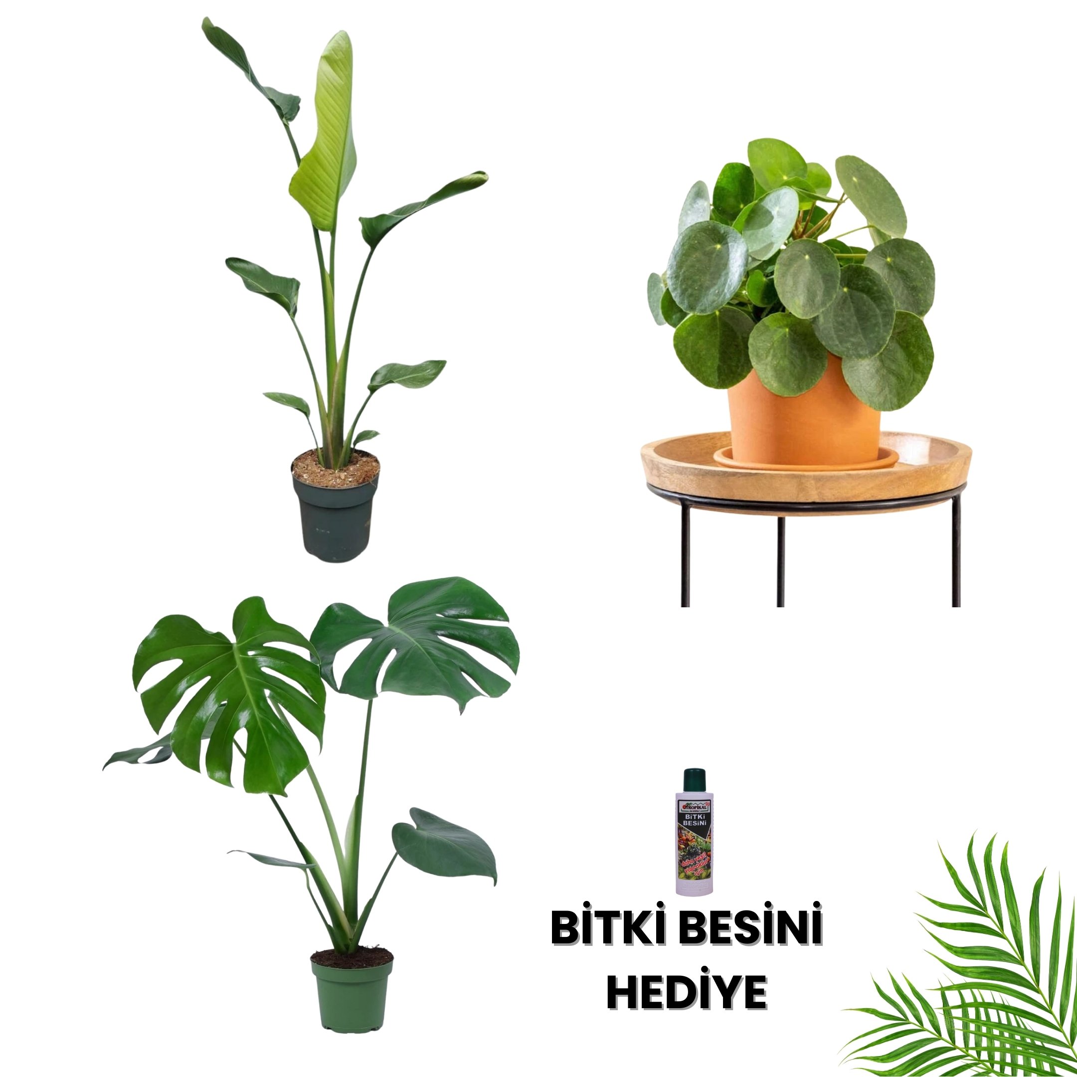 POPÜLER BİTKİ SETİ-Bitki Besini Hediyeli (Tek Köklü Starliçe 100-120 cm / Monstera 50-60 cm / Pilea/ Bitki Besini )