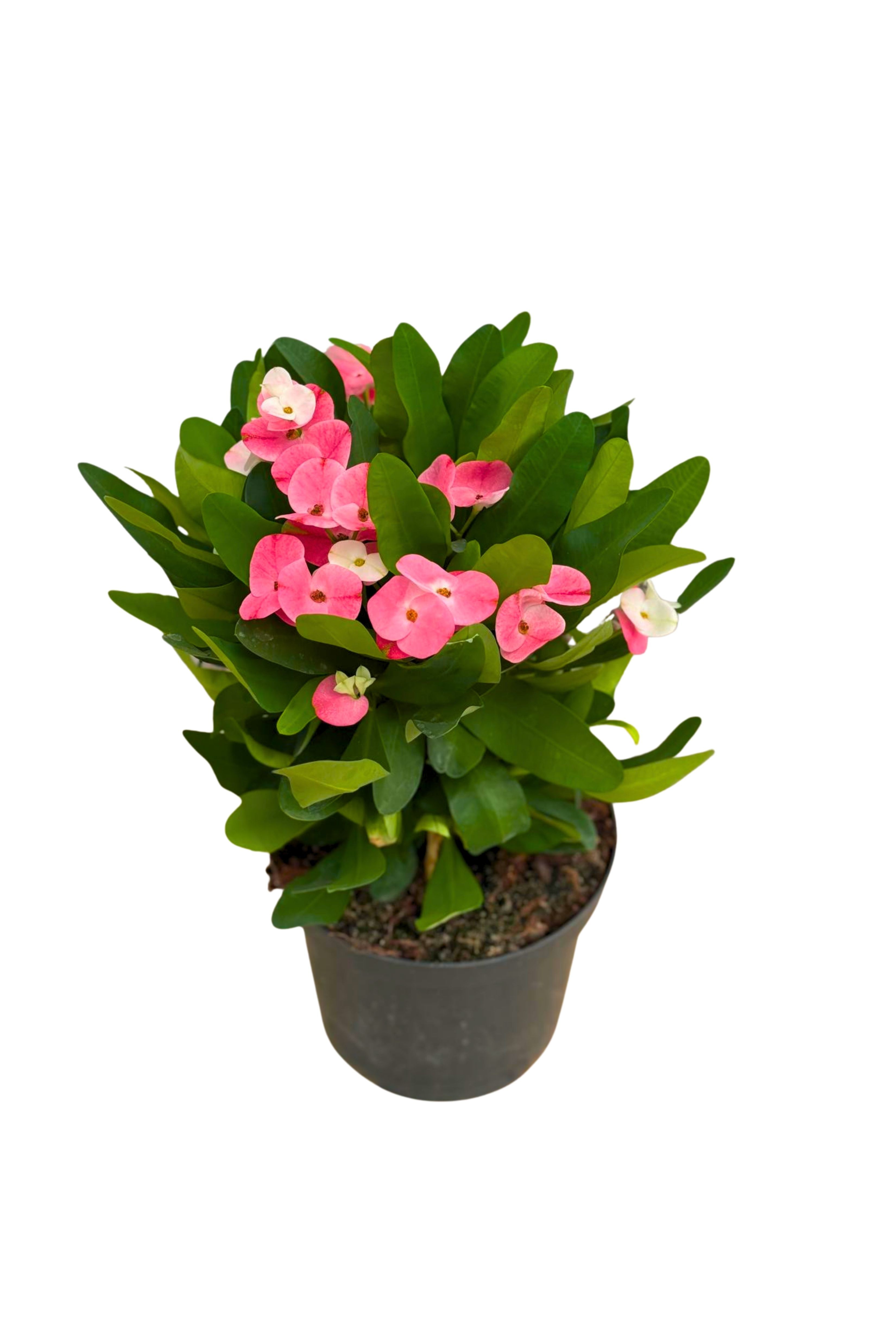 Dikenler Tacı - (Euphorbia Milii)