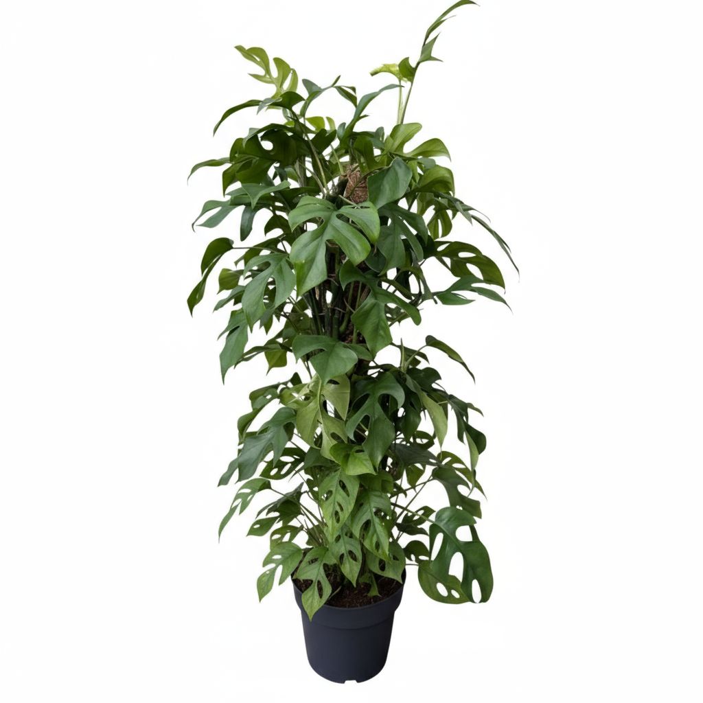 Yosun Sopalı Monstera Minima 