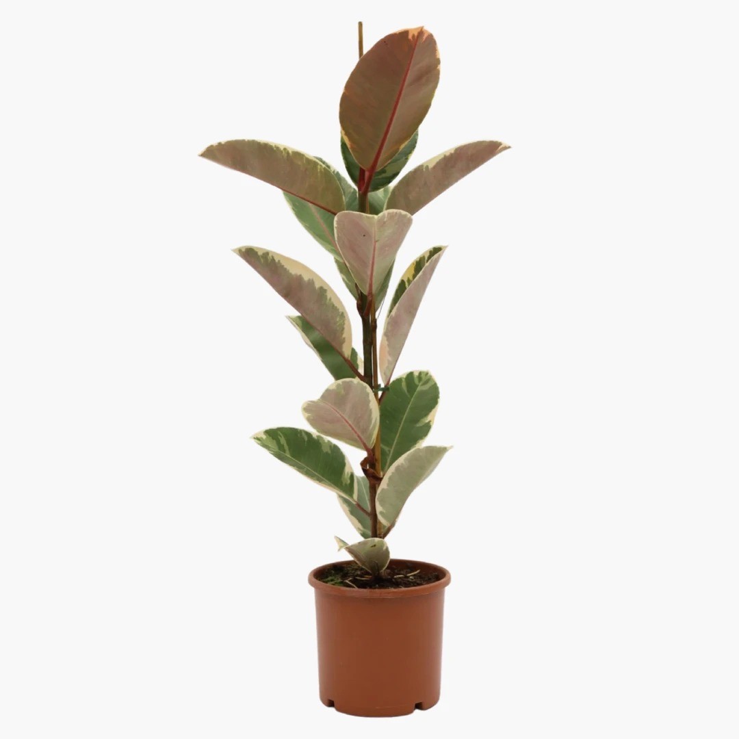 POPÜLER BİTKİ SETİ-Bitki Besini Hediyeli (Alacalı Kauçuk Çiçeği 80 cm / Pilea / Paşa Kılıcı Çiçeği 40 cm / Bitki Besini )