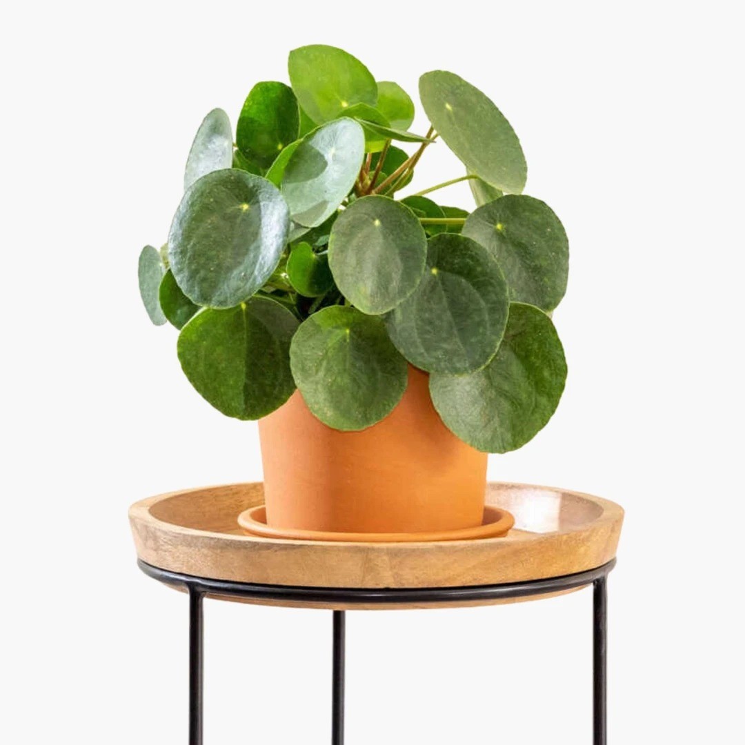 MASA BOY BİTKİ SETİ-Bitki Besini Hediyeli ( Paşa Kılıcı Çiçeği 40 cm / Pilea / Monstera 50-60 cm / Bitki Besini )