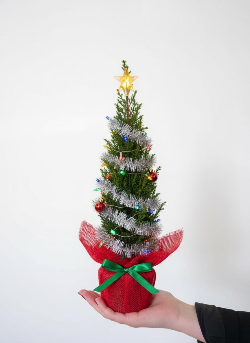 Mini Çam Ağacı -  Limon Servisi ( Cupressus macrocarpa )