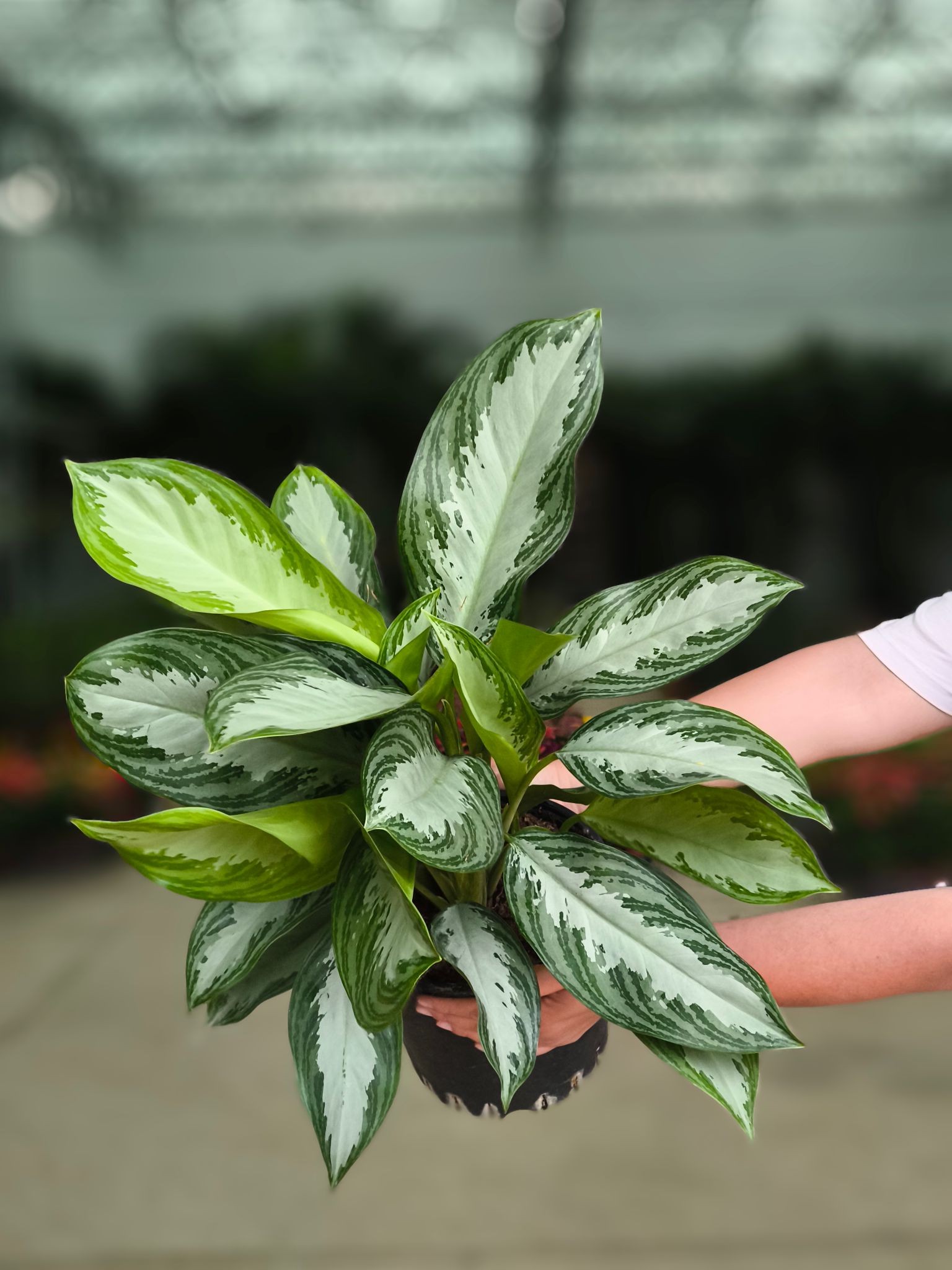 Çin Herdemyeşili (Aglaonema Christina)