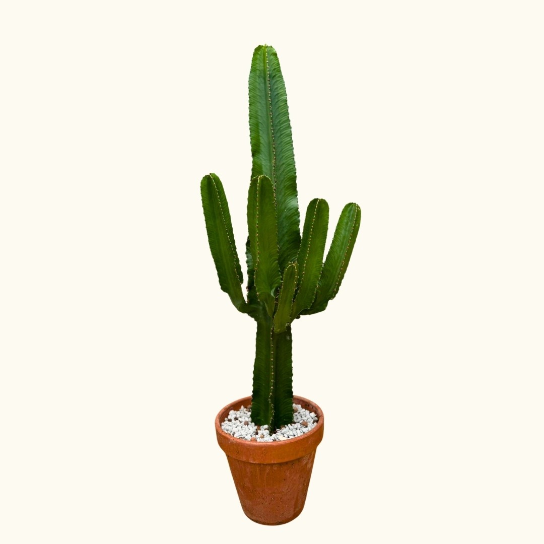 Büyük Kovboy Kaktüs Toprak Saksılı (Süt Ağacı - Euphorbia Ingens)