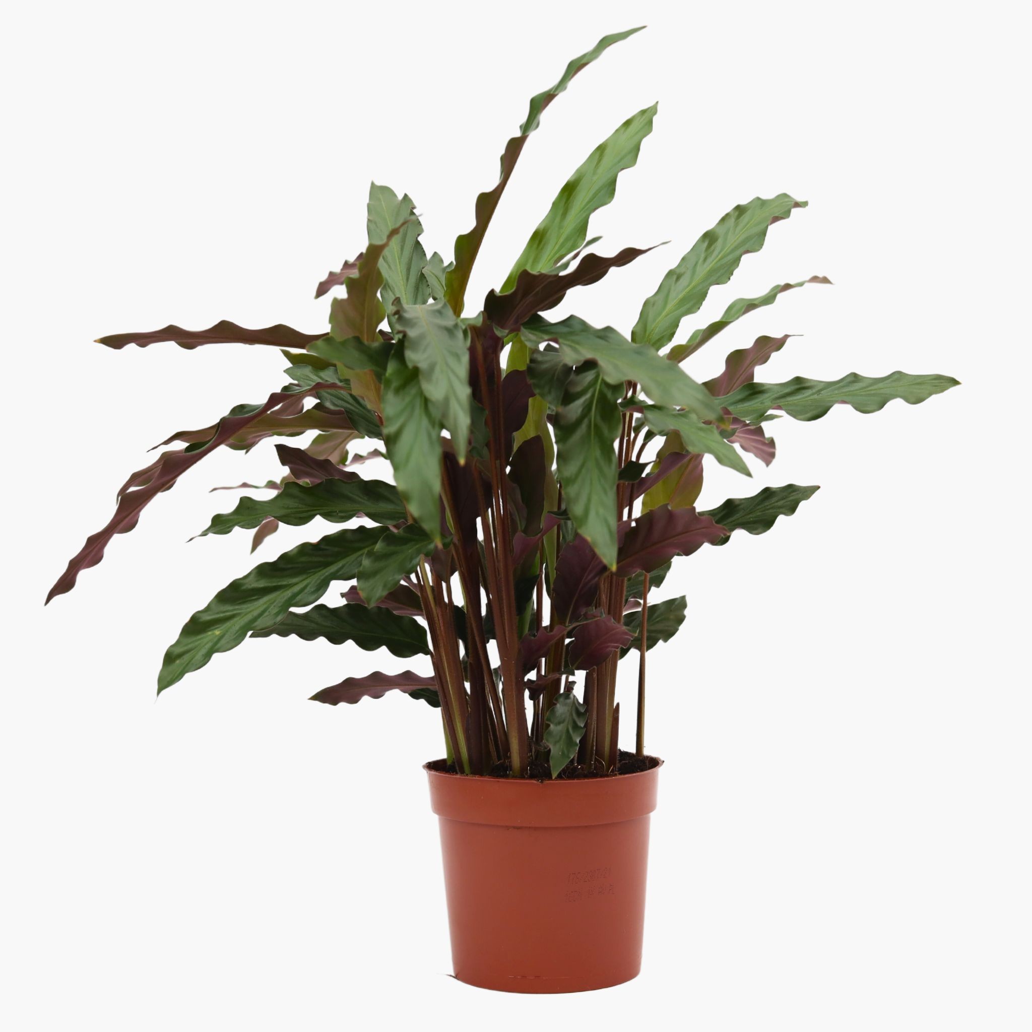 Yeşil - Mor Dua Çiçeği (Kalatya Rufibarba- Calathea Rufibarba)