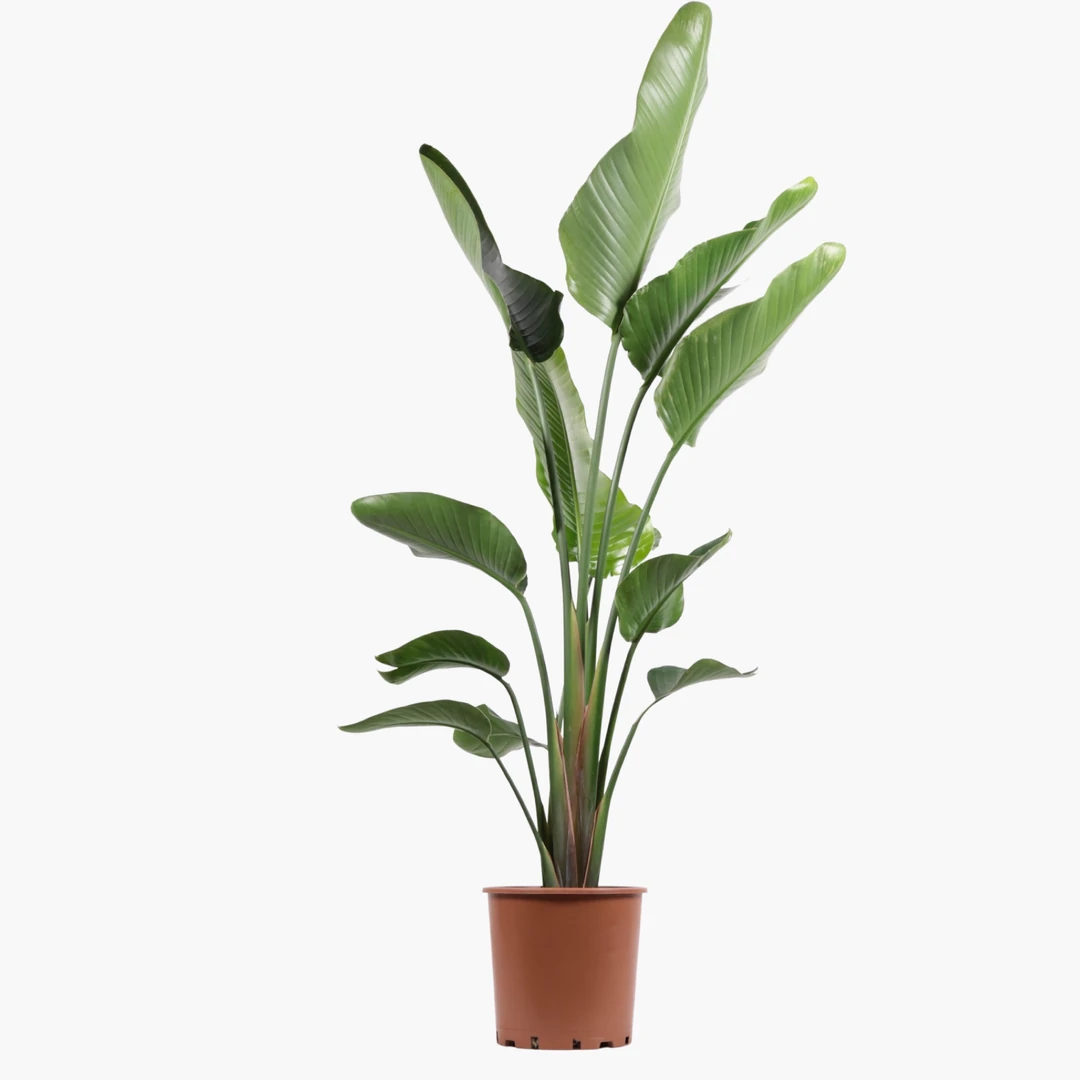 Starlie - 3 Kkl XL (Cennet Kuu iei - Strelitzia Nicolai) | Bitkim.com