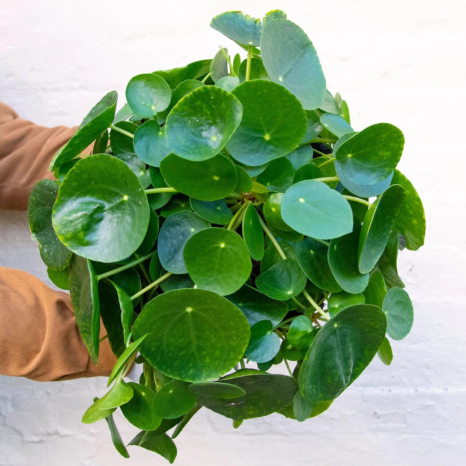 Dolgun Form Çin Para Bitkisi (Pilea Peperomioides)