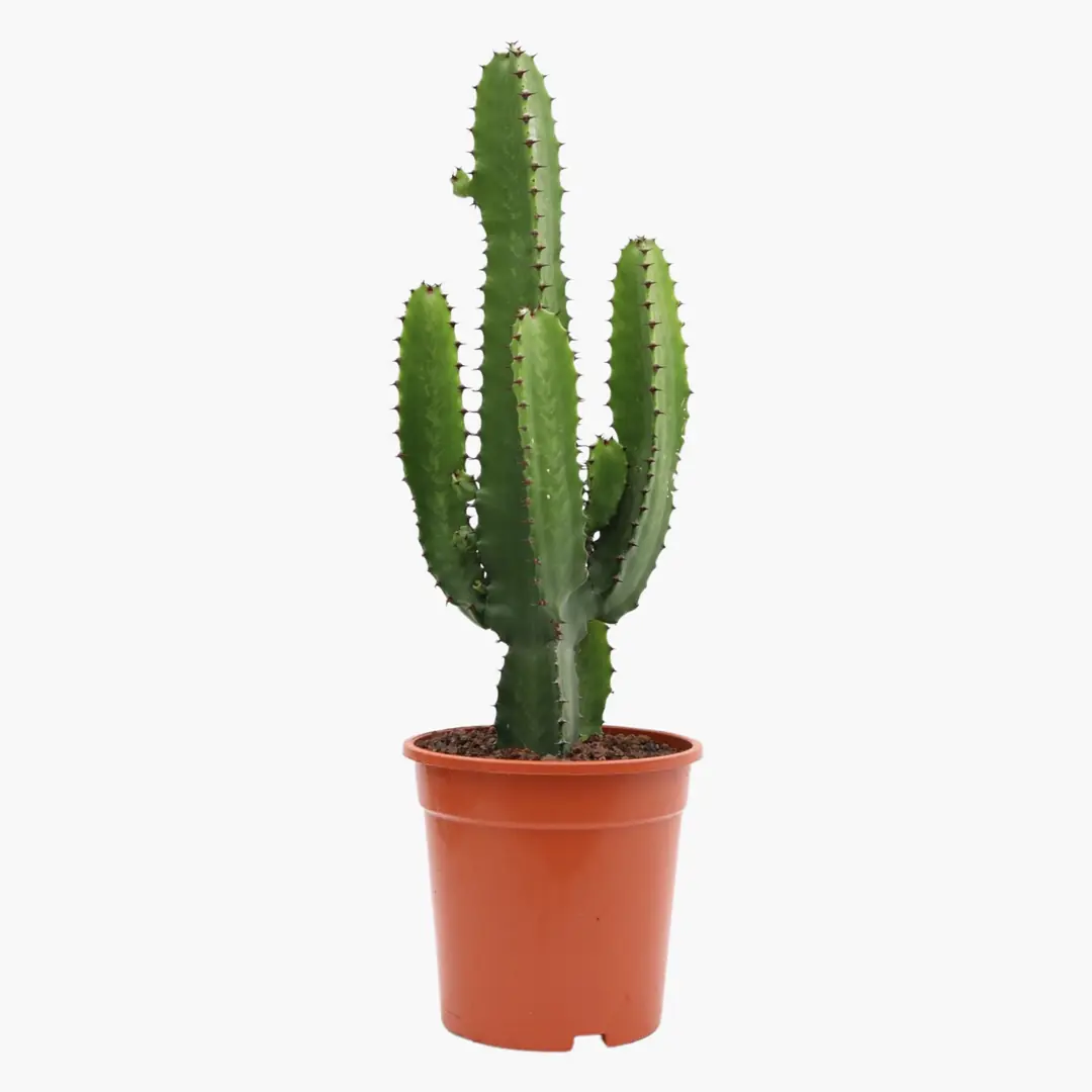 Produktbild von Kaktus-Wolfsmilch - Euphorbia Ingens