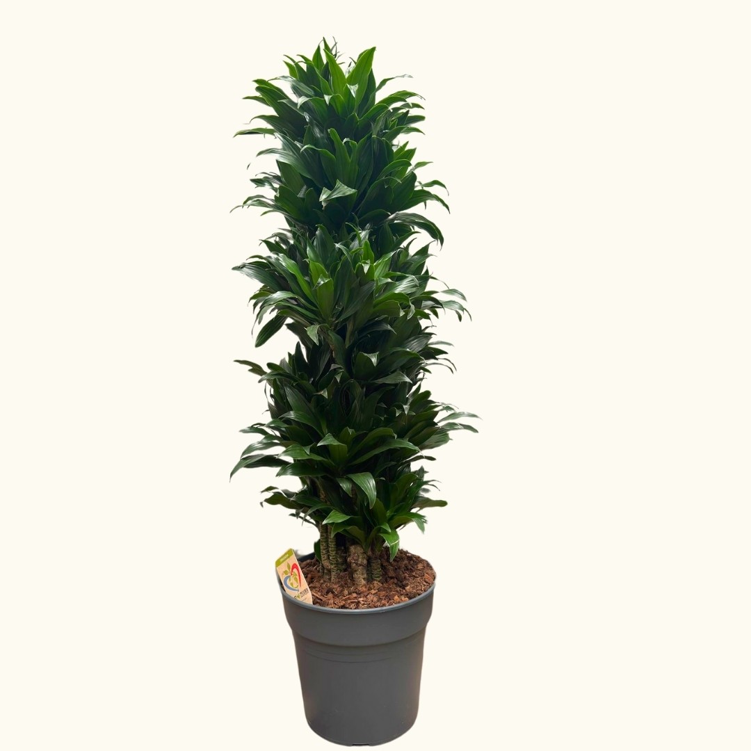 Sık Gövdeli Dracaena Compacta - XL (Dracena Fragrans Compacta)