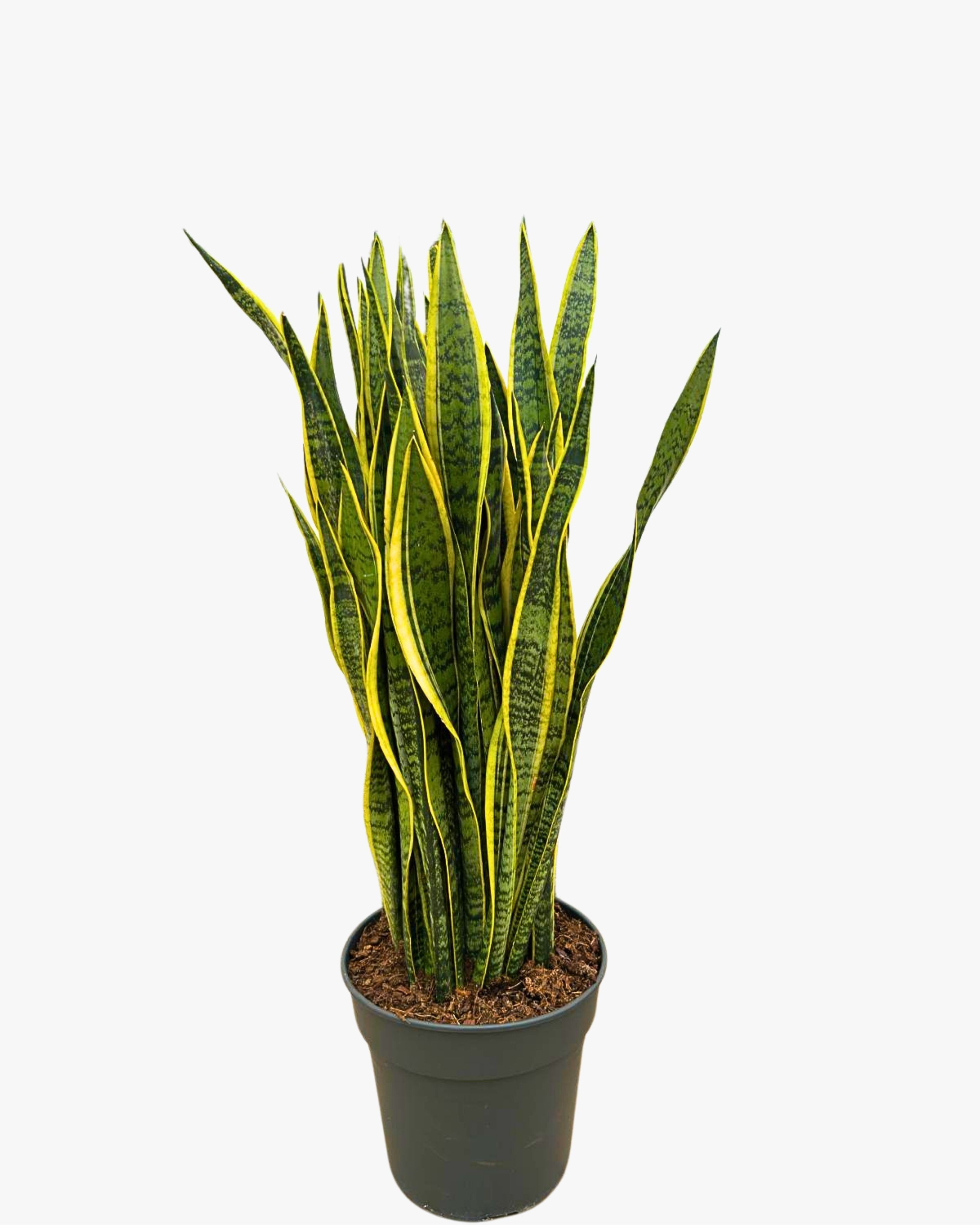 Uzun Paşa Kılıcı Çiçeği - Kılıç Çiçeği (Sansevieria Trifasciata Laurentii)