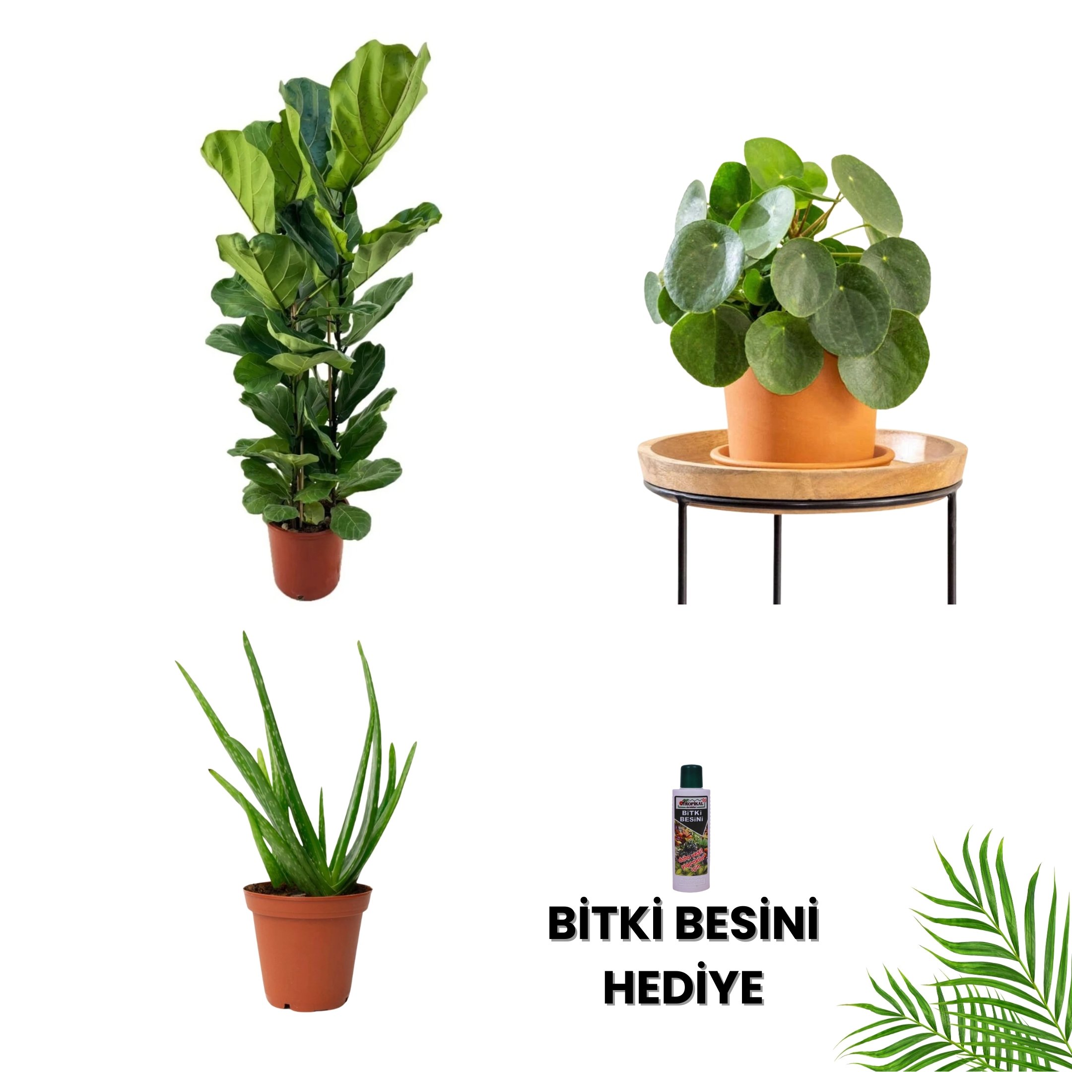 OFİS DEKORATİF BİTKİ SETİ-Bitki Besini Hediyeli ( Tek Gövdeli Lyrata 100 cm / Aloe Vera / Pilea / Bitki Besini )