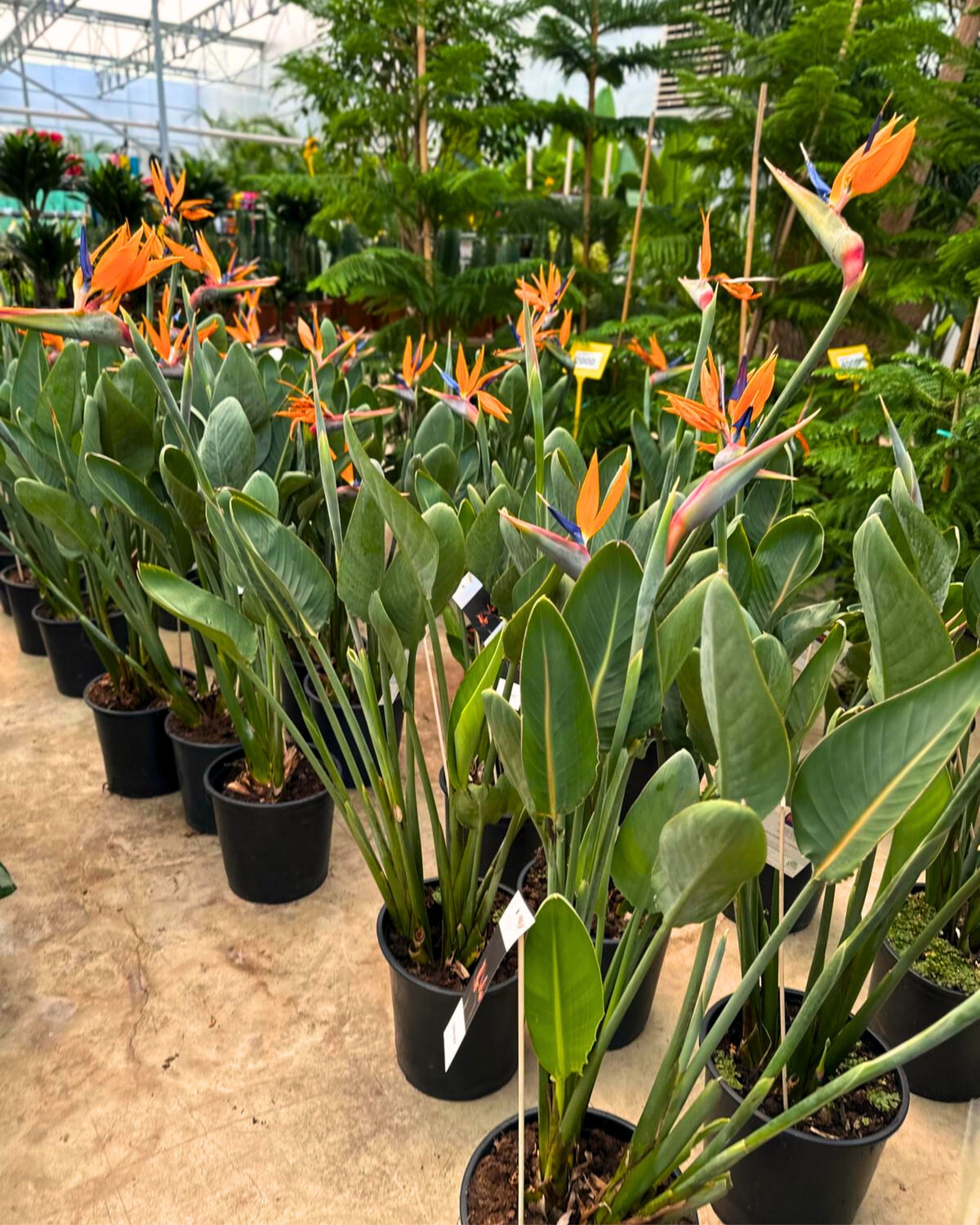 Starliçe - 3 Köklü XL (Turuncu Çiçek Açan Cennet Kuşu Çiçeği - Strelitzia Reginae)