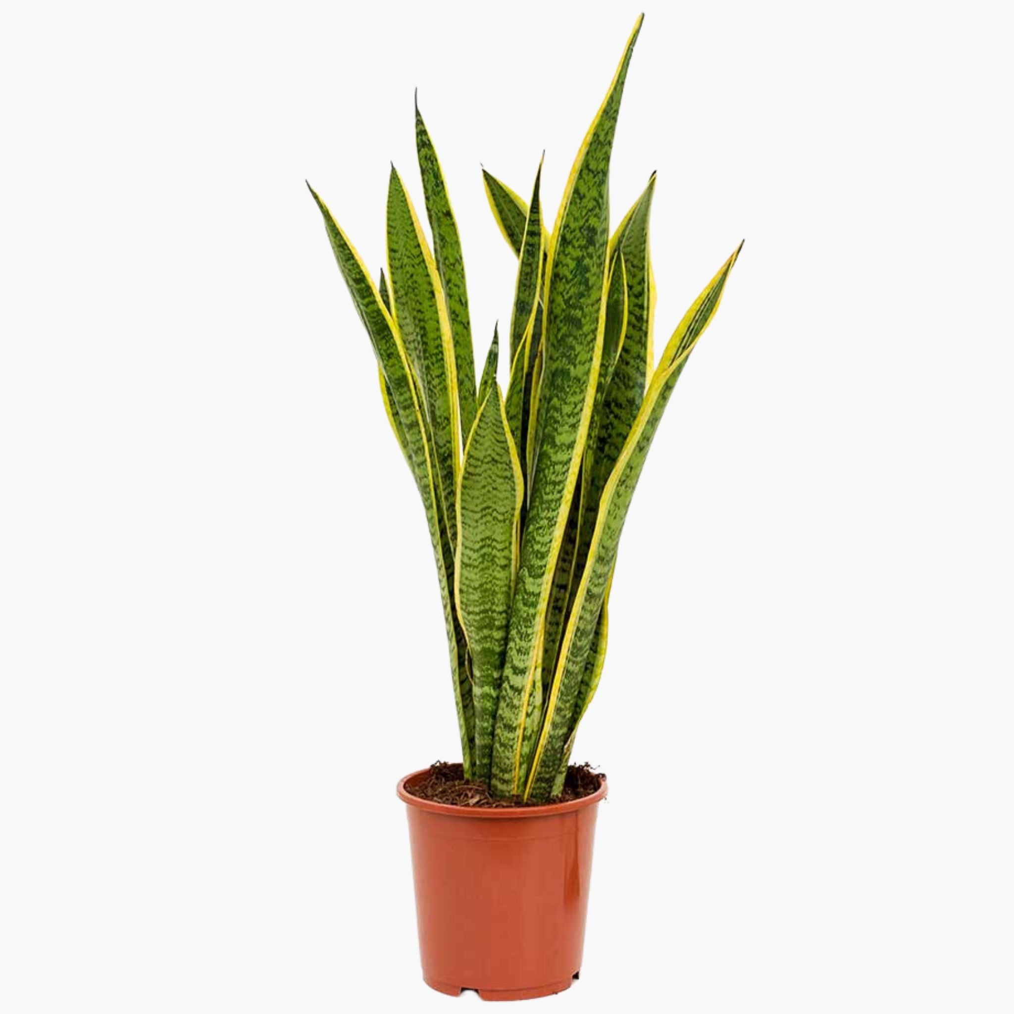 Paşa Kılıcı Çiçeği - Kılıç Çiçeği (Sansevieria Trifasciata Laurentii)
