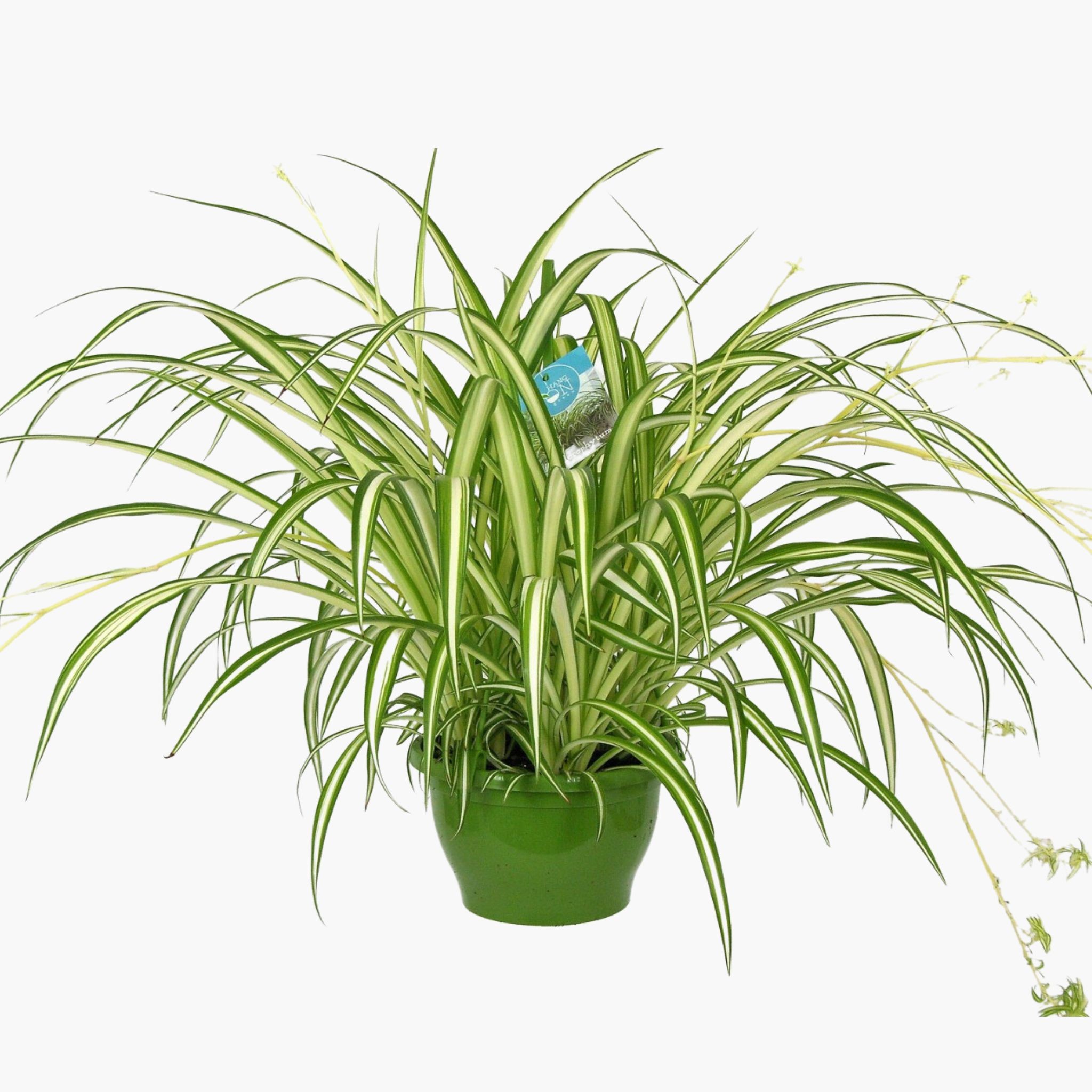 Dolgun Form Askılı Kurdele Çiçeği (Spider Plant - Chlorophytum Comosum)