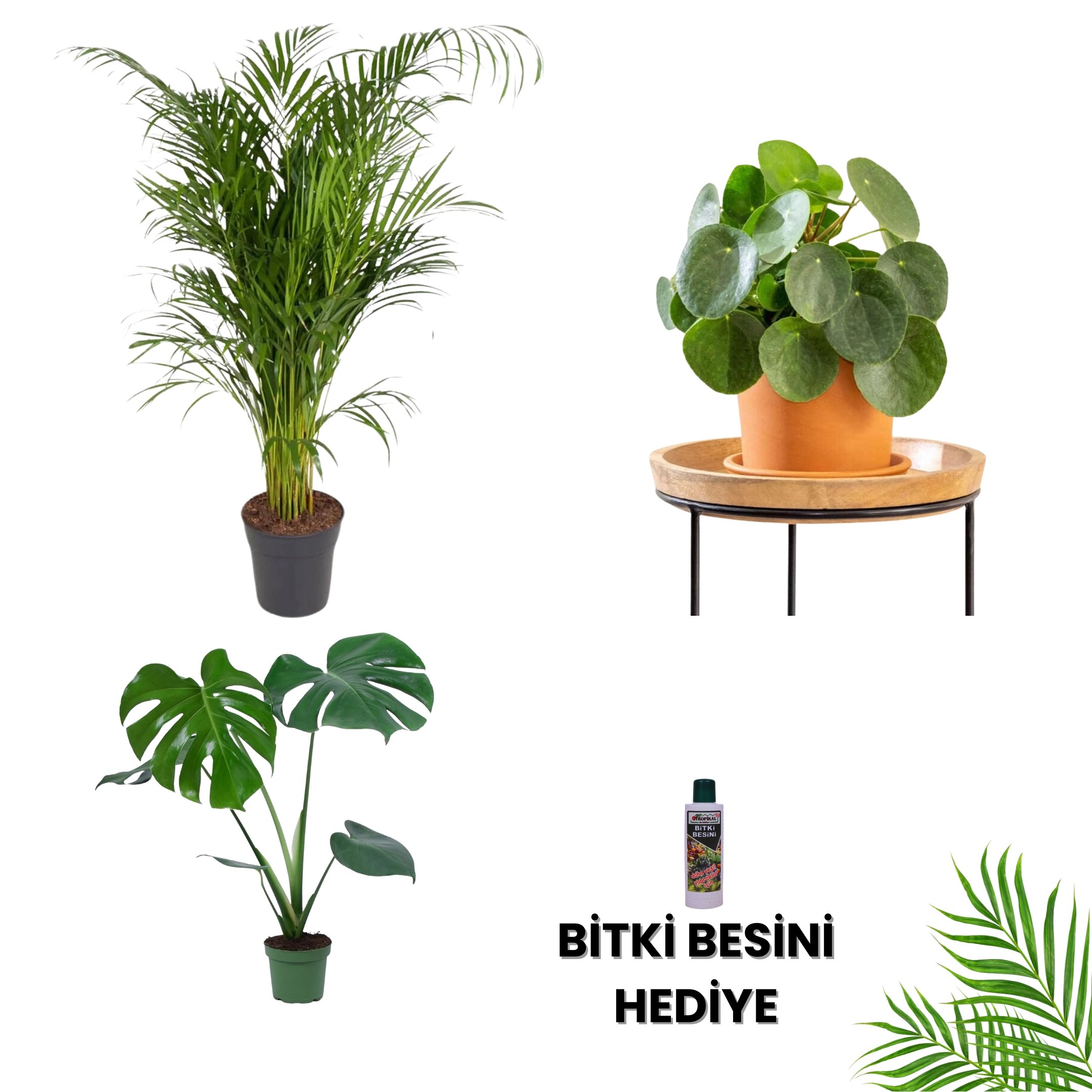 SALON BİTKİ SETİ-Bitki Besini Hediyeli ( Areka Salon Palmiyesi 110cm / Monstera 50-60cm/Pilea/Bitki Besini )