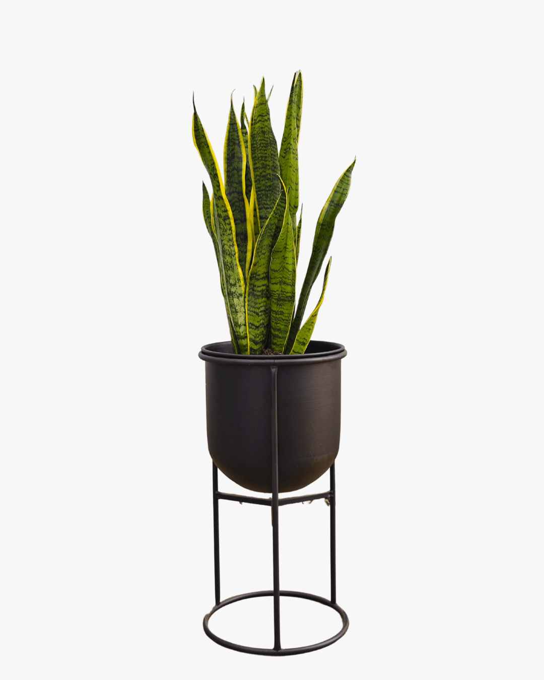 METAL SAKSILI SALON BİTKİ SETİ ( Zamia  / Paşa Kılıcı / Bonsai / Efes Ayaklı Metal Saksı 25cm / Efes Ayaklı Metal Saksı 20cm  )