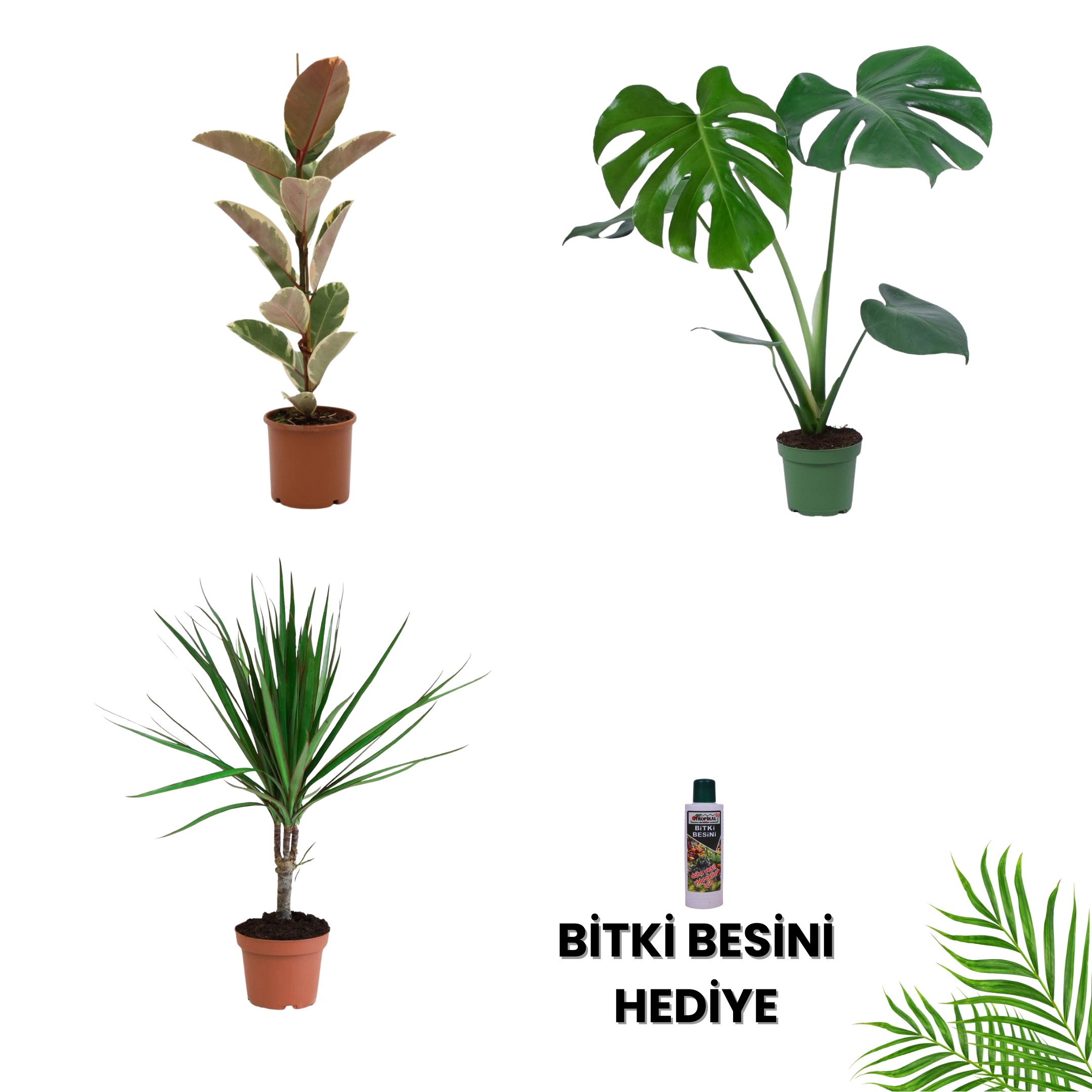 POPÜLER BİTKİ SETİ-Bitki Besini Hediyeli (Alacalı Kauçuk Çiçeği 80 cm / Marginata 60 cm / Monstera 50-60 cm / Bitki Besini )