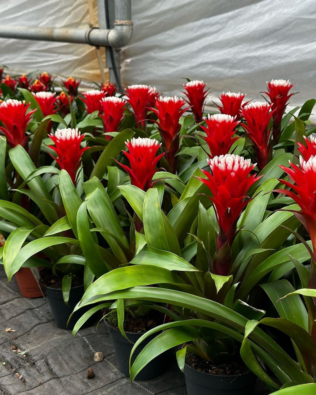 Kırmızı Guzmanya Hope (Guzmania Hope)