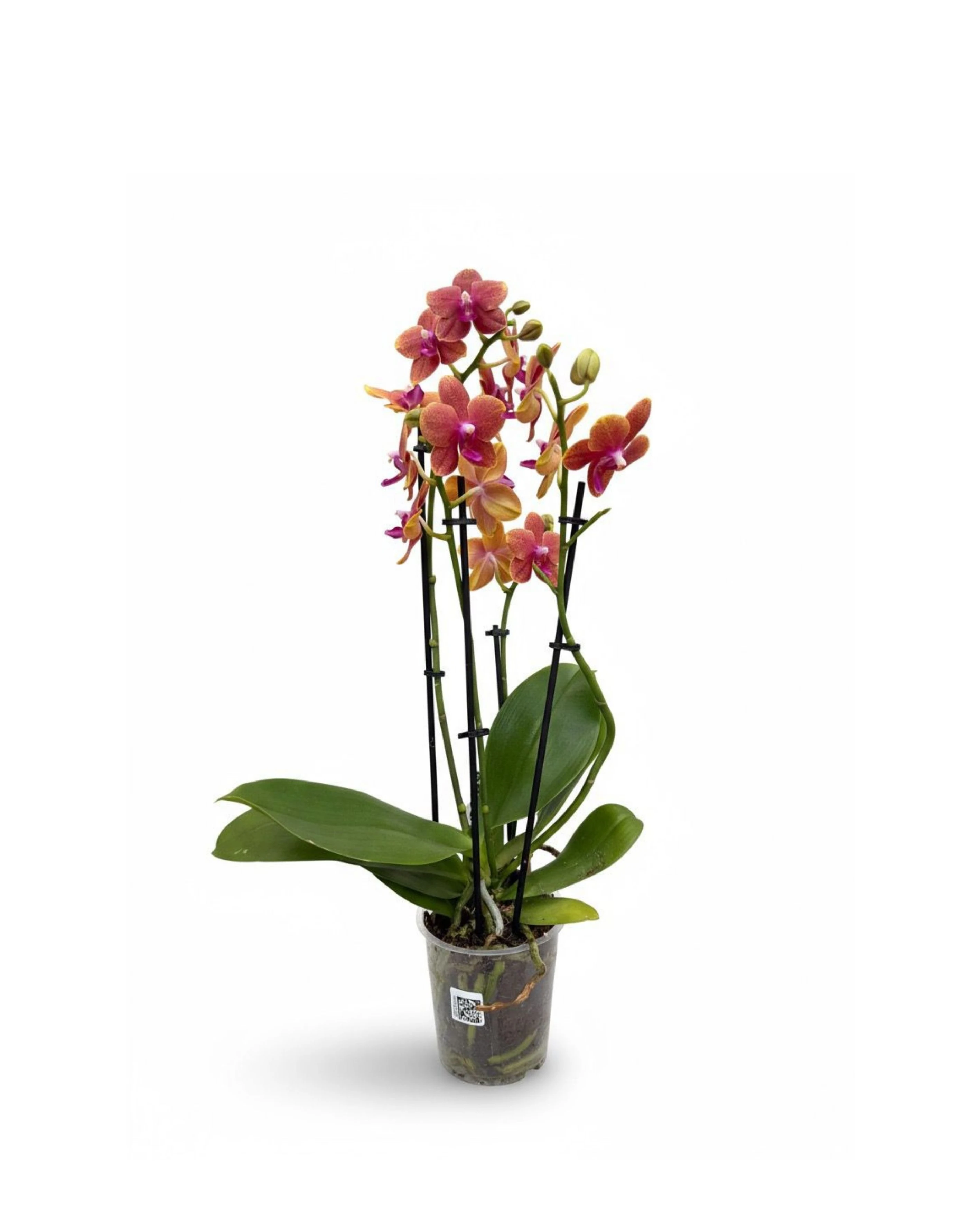 Alacalı Multi Orkide Çiçeği (Çok Dallı Phalaenopsis)