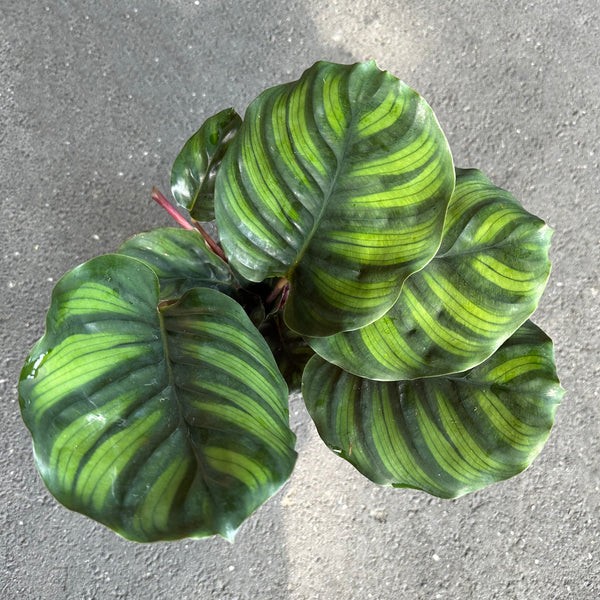 Dua Çiçeği (Kalatya Fasciata - Calathea Fasciata)