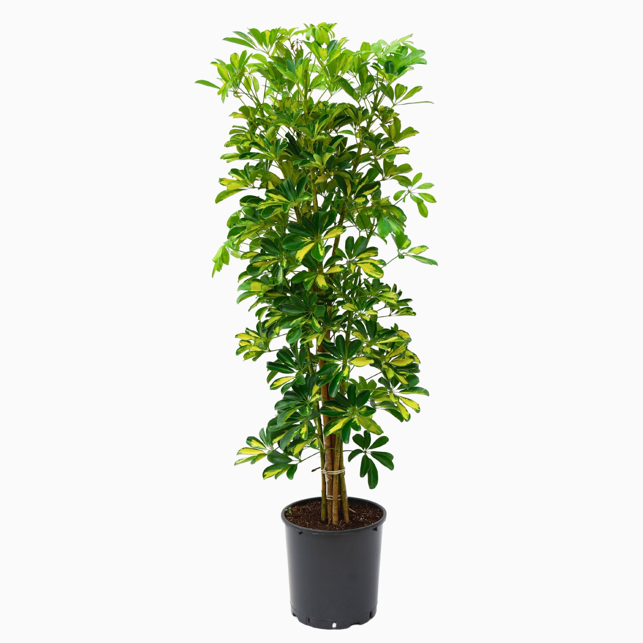 Çok Gövdeli Şeflera XXL (5 Parmak Çiçeği - Schefflera Arboricola)