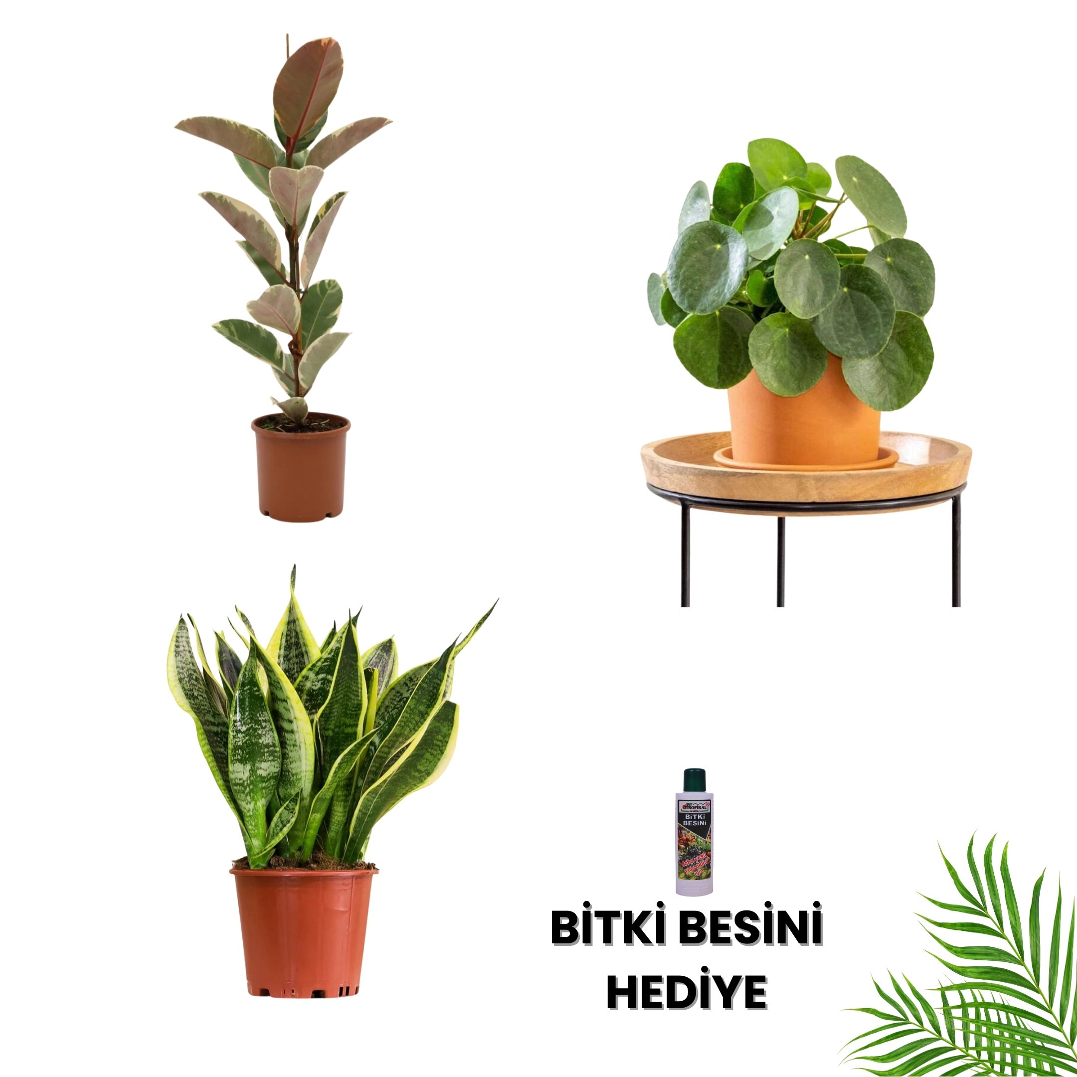 POPÜLER BİTKİ SETİ-Bitki Besini Hediyeli (Alacalı Kauçuk Çiçeği 80 cm / Pilea / Paşa Kılıcı Çiçeği 40 cm / Bitki Besini )